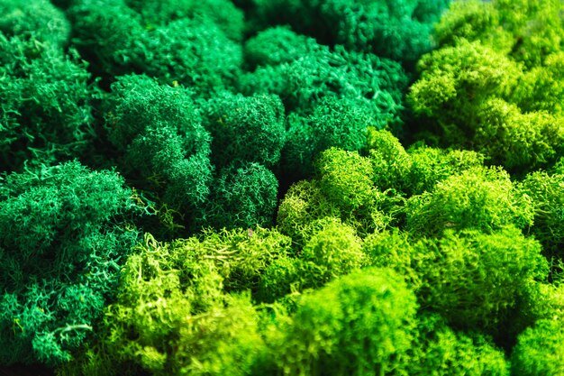 a close up of different coloured green preserved moss