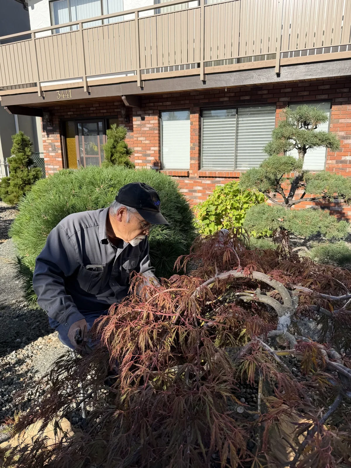 Gardener carefully pruning a Japanese maple beside a home.