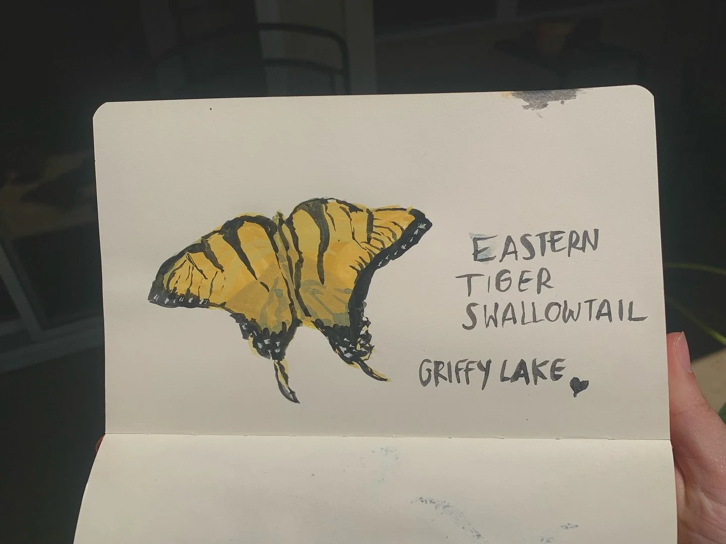 getting a little sketching and sun in at griffy lake, my fav spot in bloomington 🫶🎨 i had the perfect live model ‼️

#sketchingfromlife #naturesketching #bloomingtonart #watercolorjournal#easterntigerswallowtail