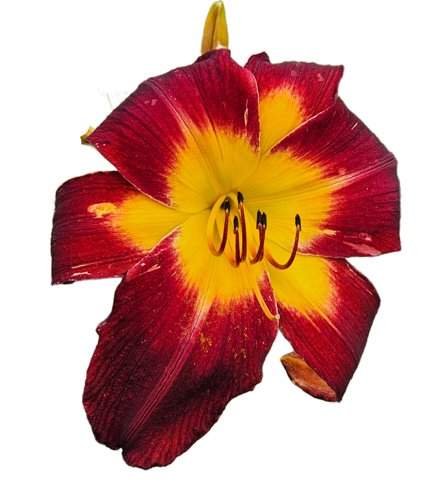 Persian Ruby Daylily