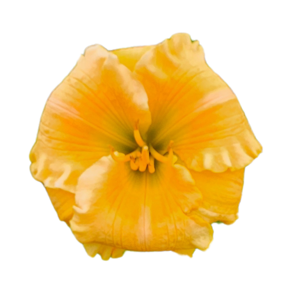 Orange Smoothie Daylily