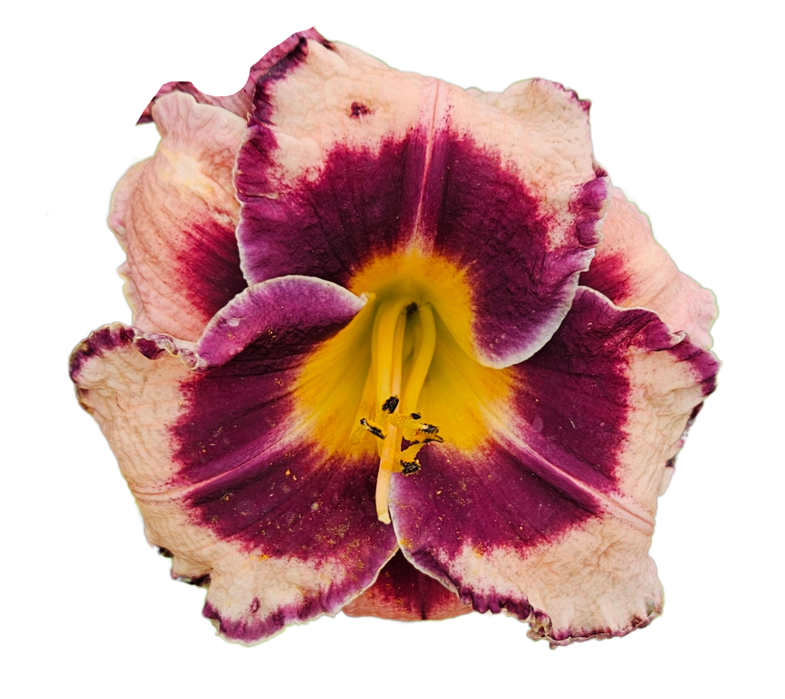 Rock Solid Daylily