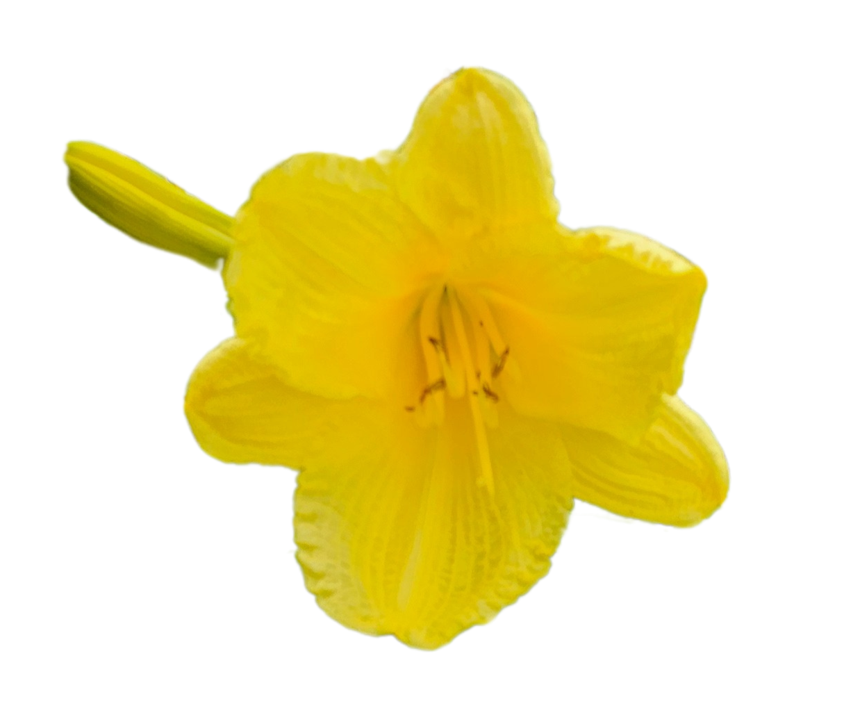 Happy Returns Daylily