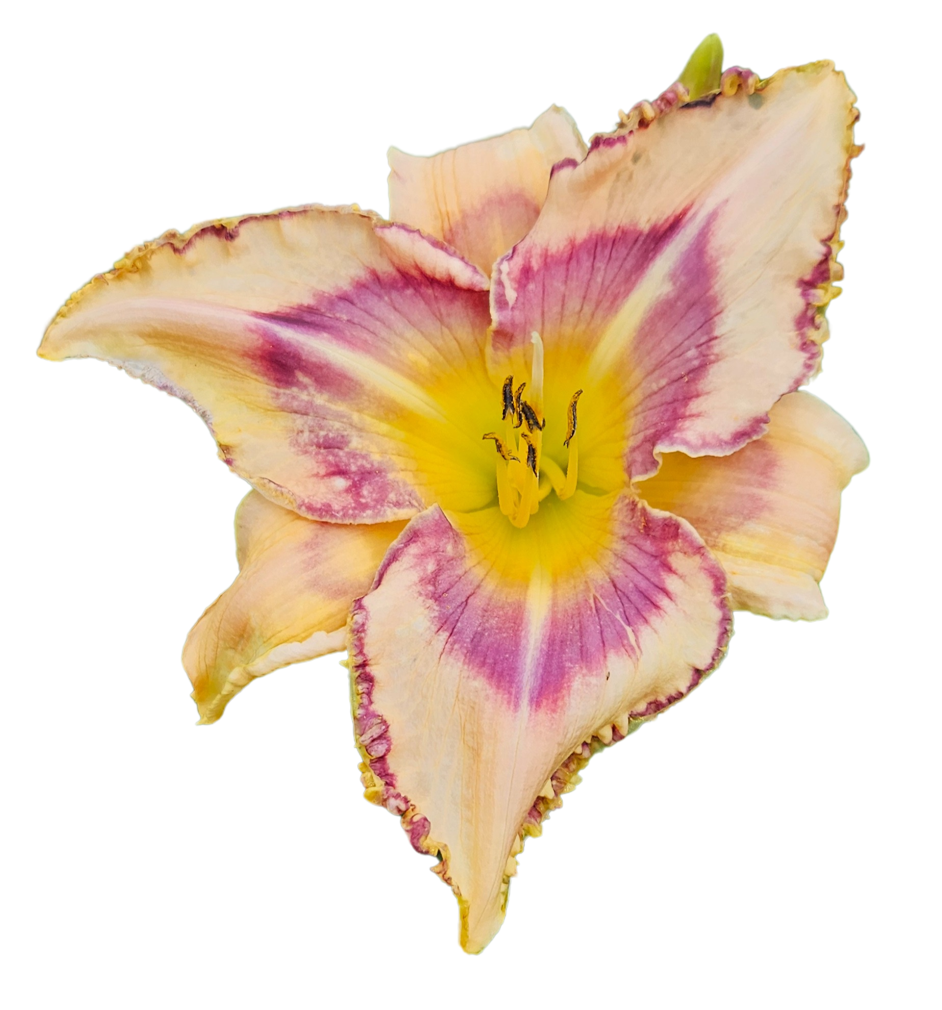 Handwriting on the Wall Daylily