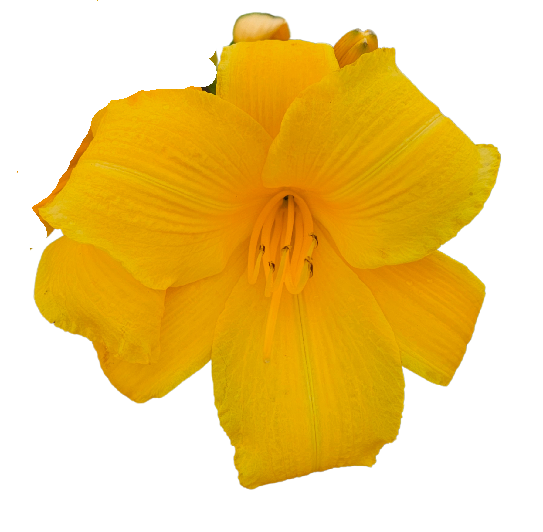 Buttered Popcorn Daylily