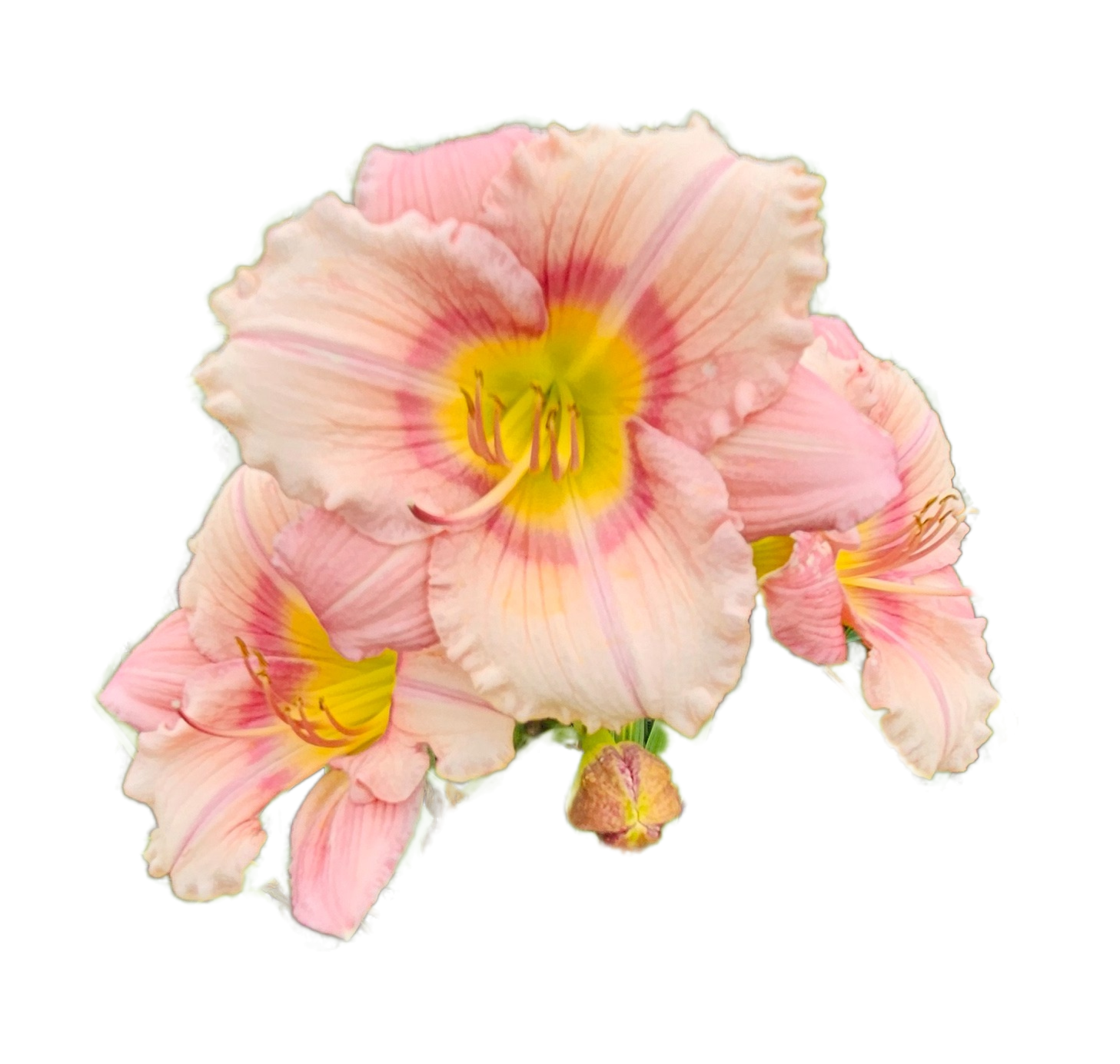 Stephanie Returns Daylily