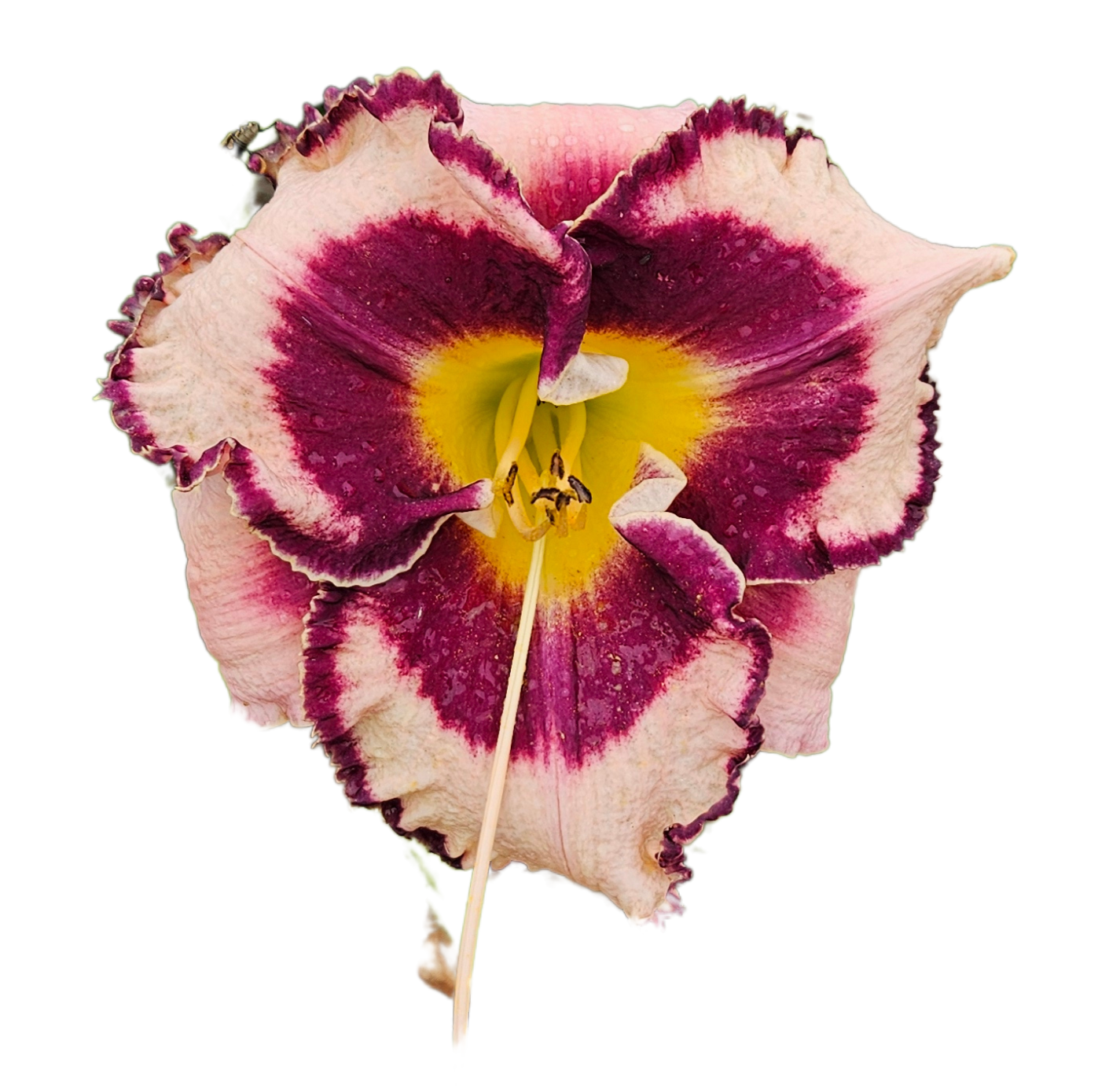 Sound of My Heart Daylily