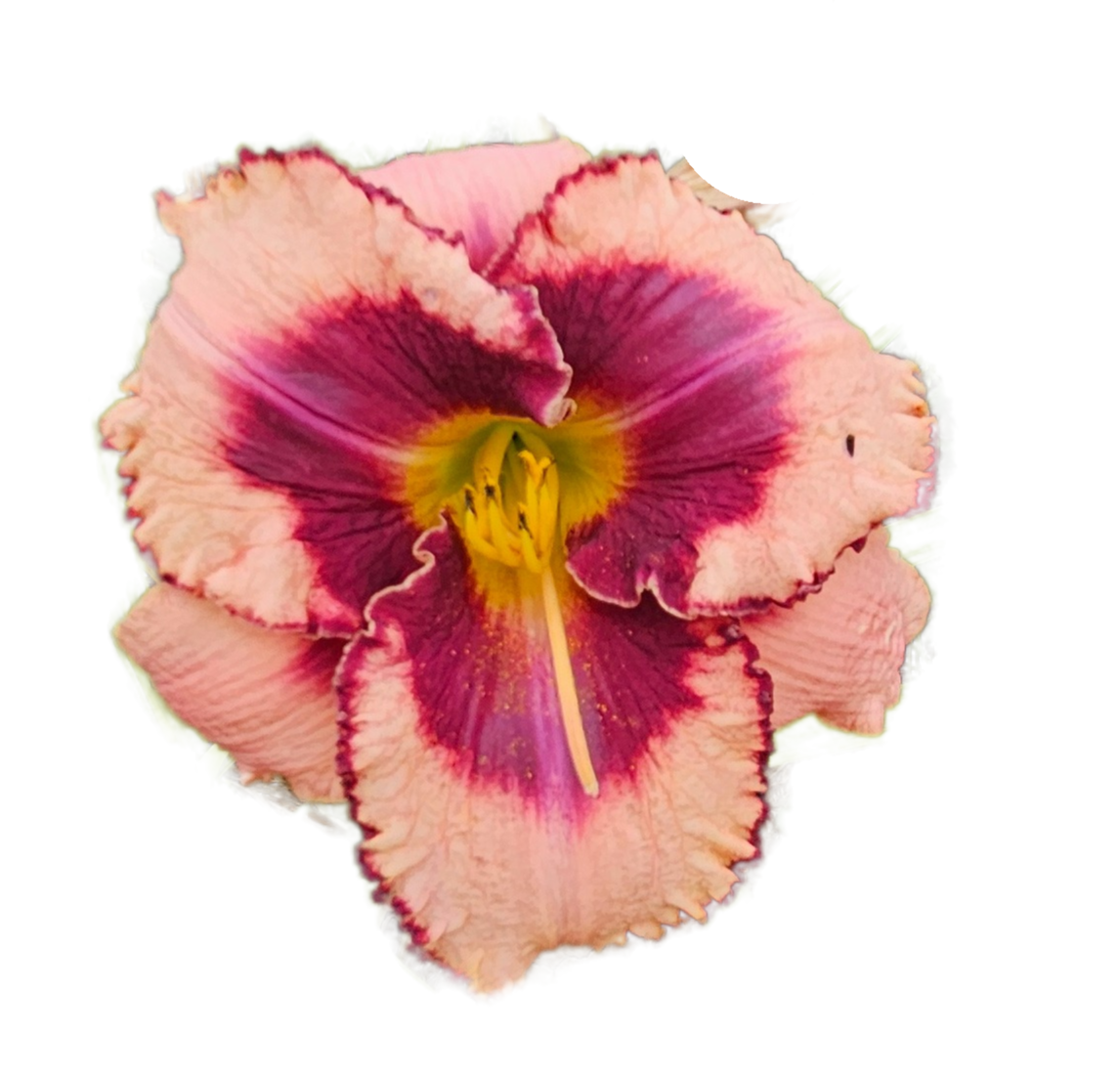 Daring Deception Daylily