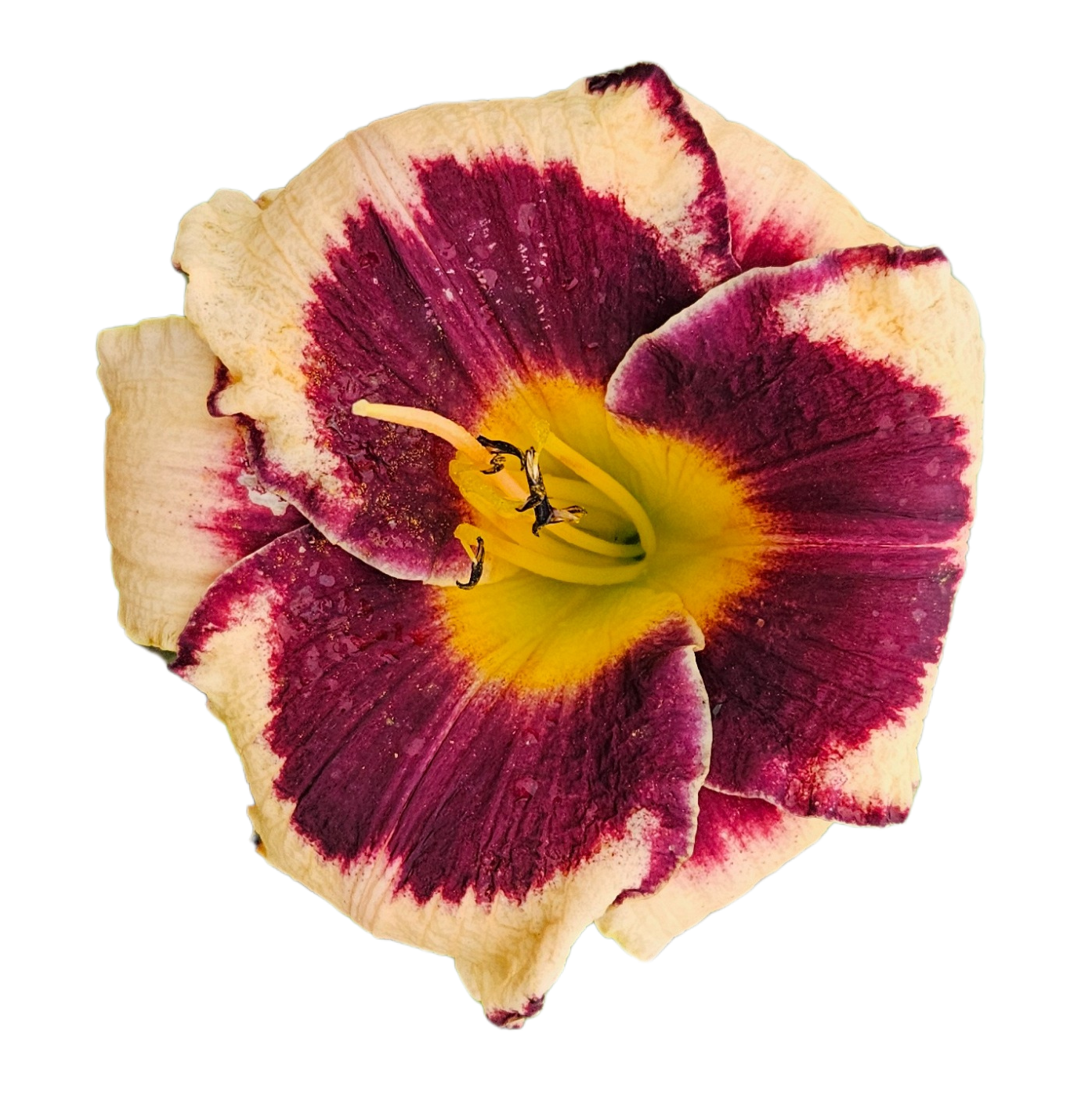 Inkheart Daylily