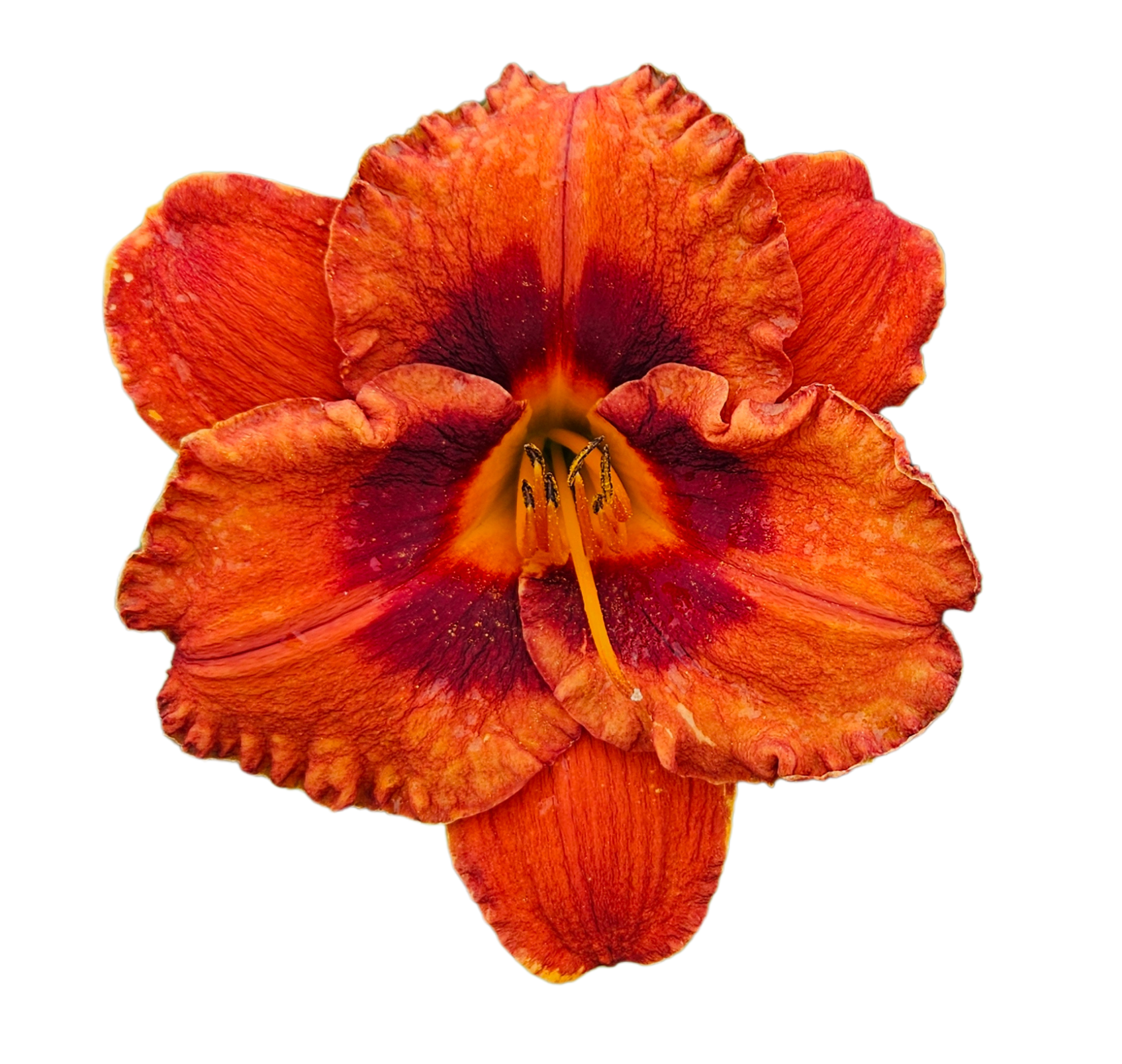 Mighty Chestnut Daylily
