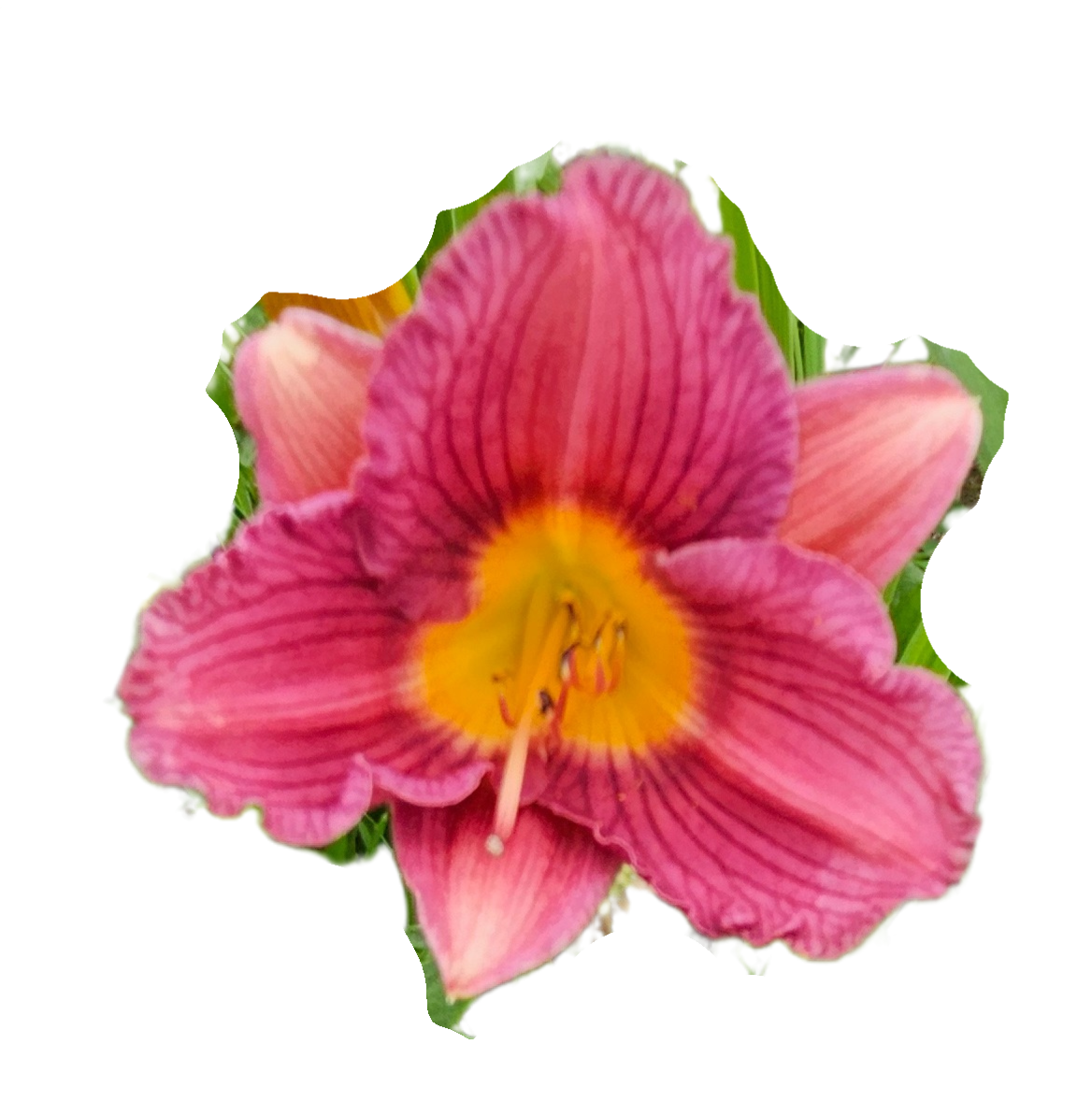 Purple De Oro Daylily