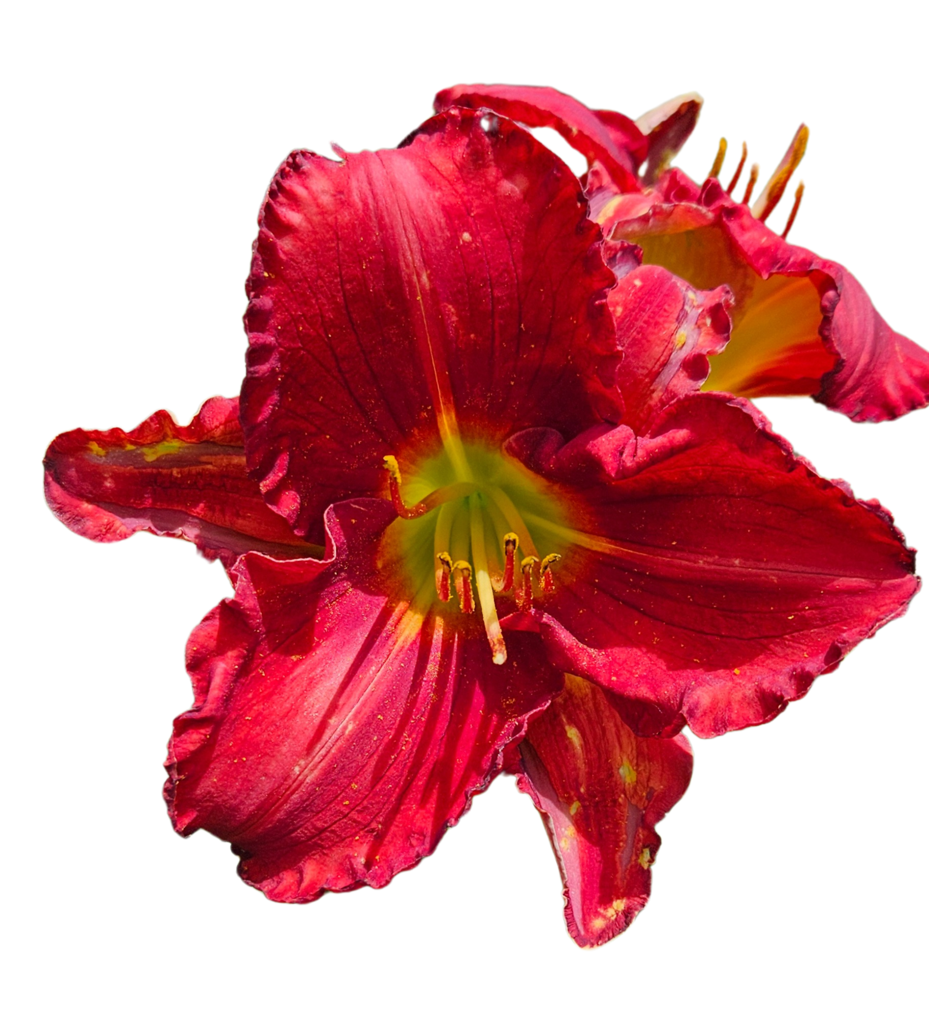 Funny Valentine Daylily