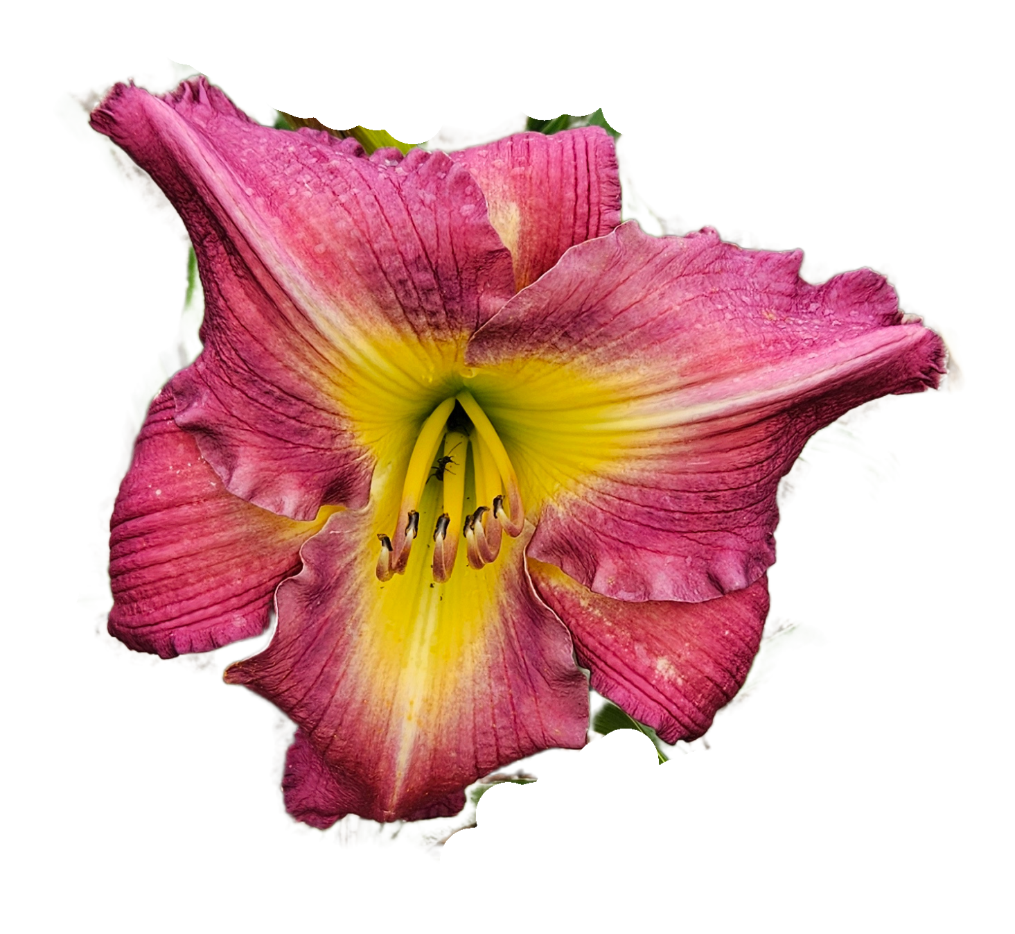 Garden Show Daylily