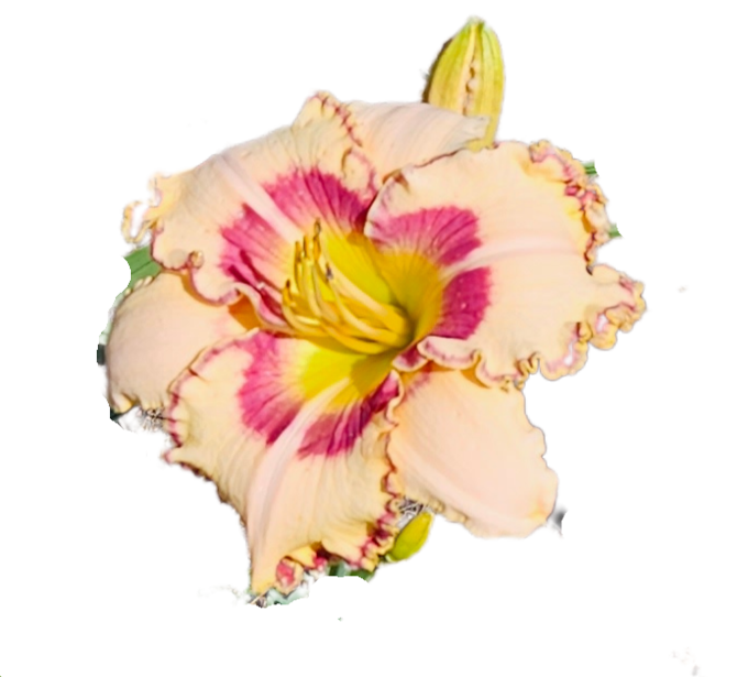 King of the Ages Daylily