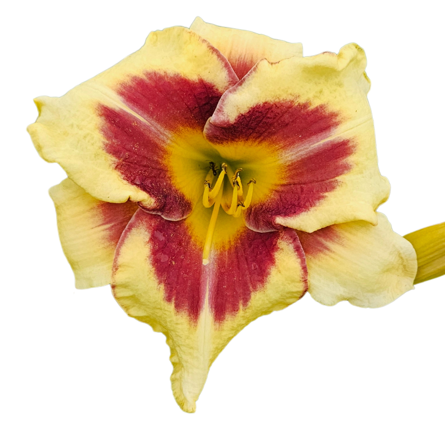 Star of the North Daylily