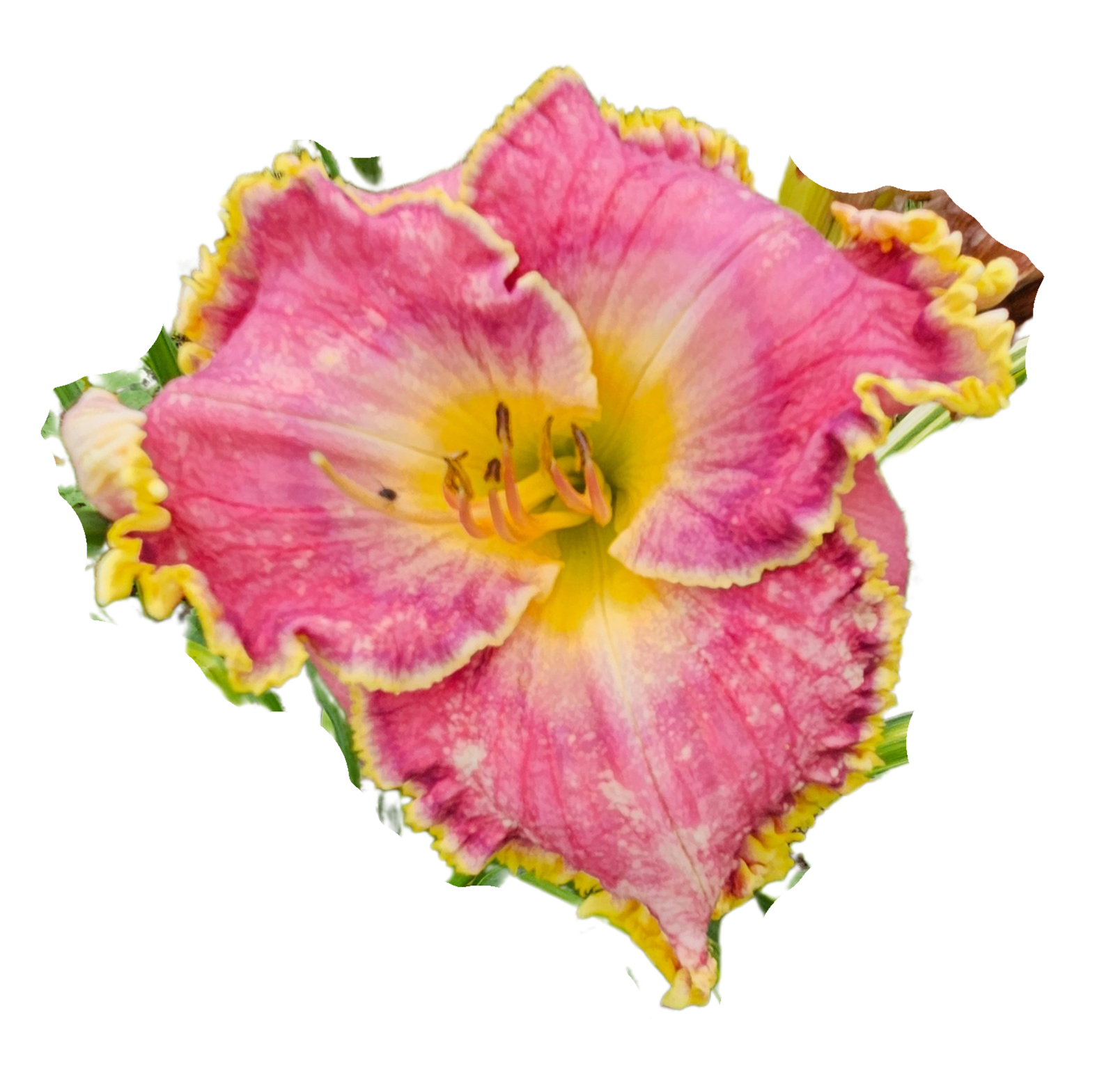 Raspberry Eclipse Daylily
