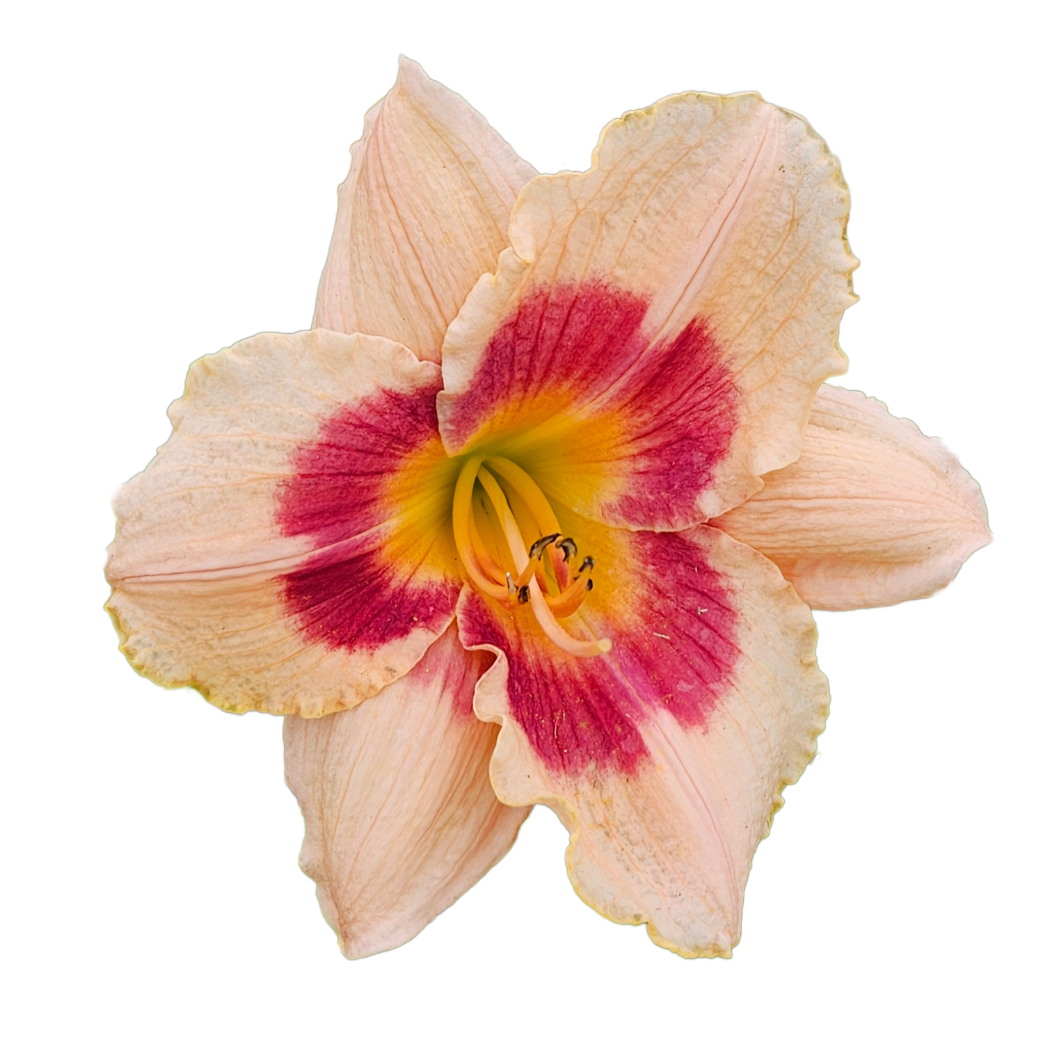 Wineberry Candy Daylily