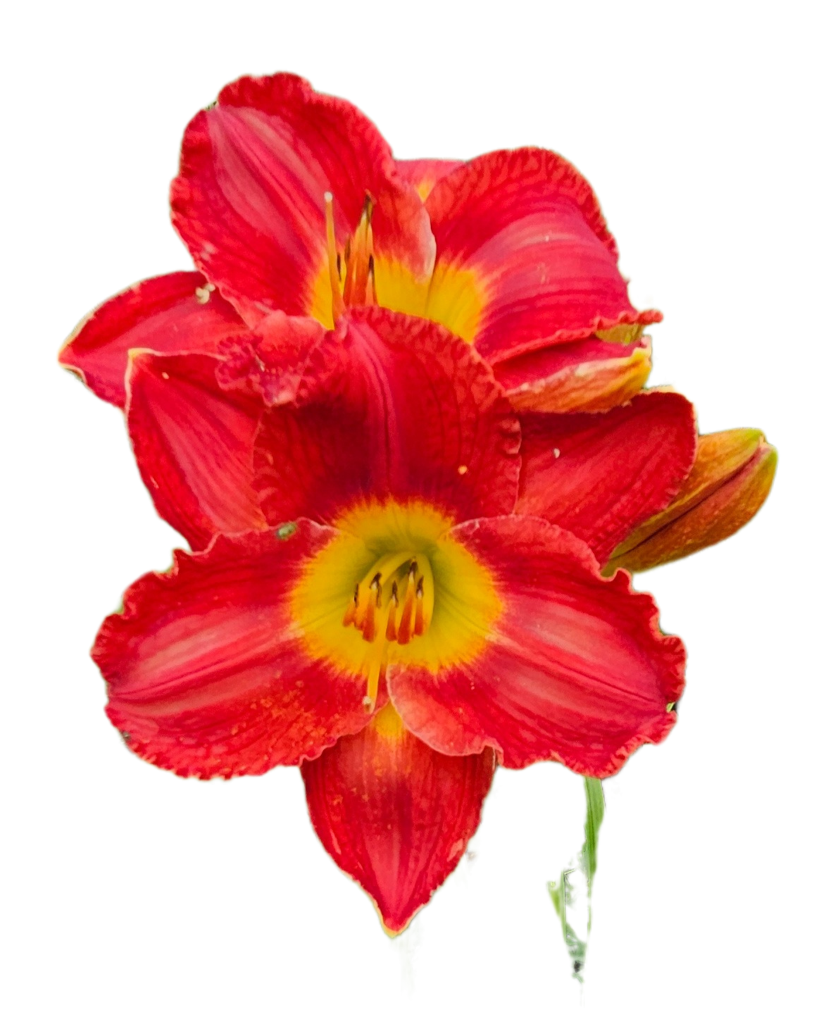 Passion For Red Daylily
