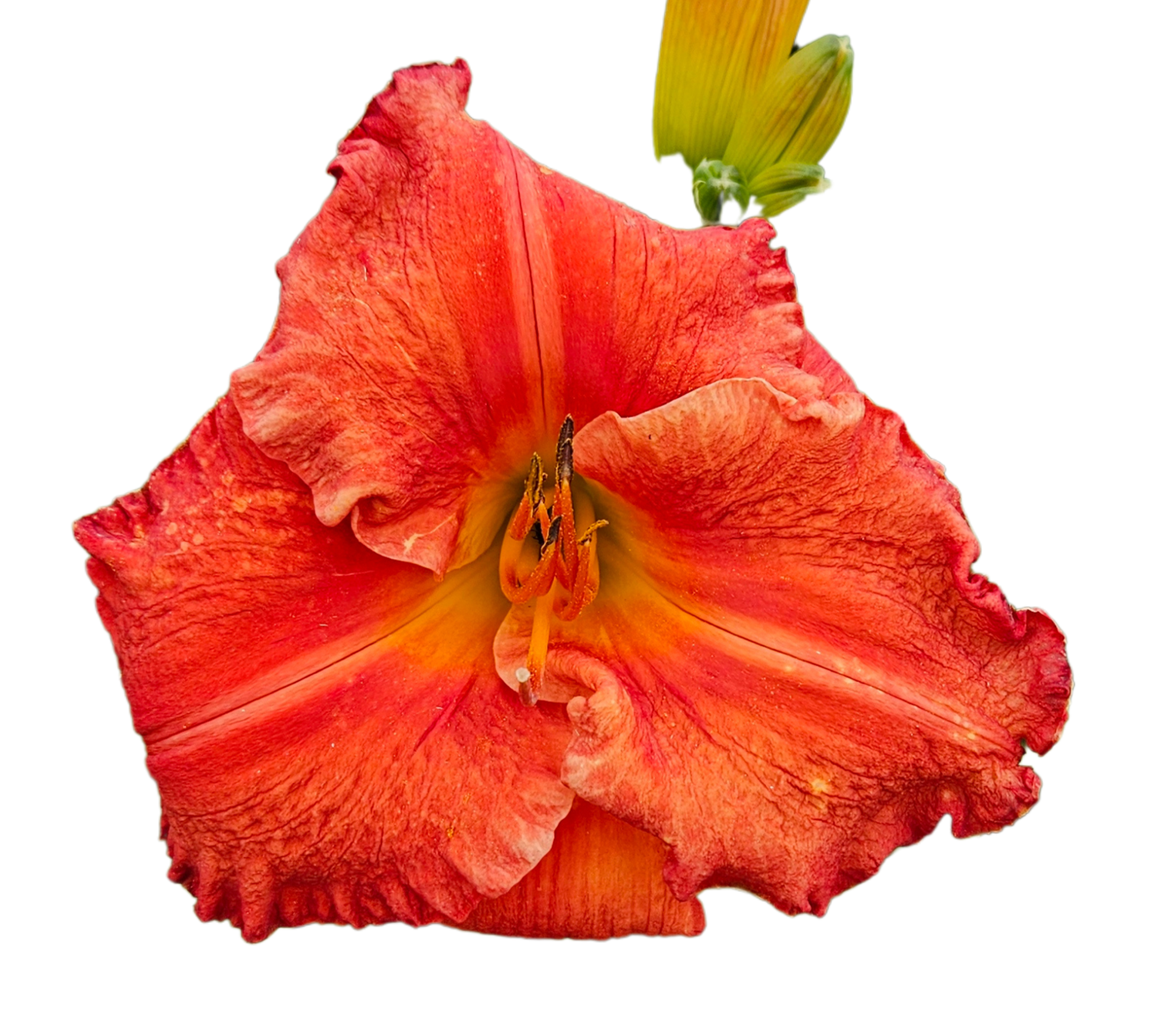 Desert Flame Daylily