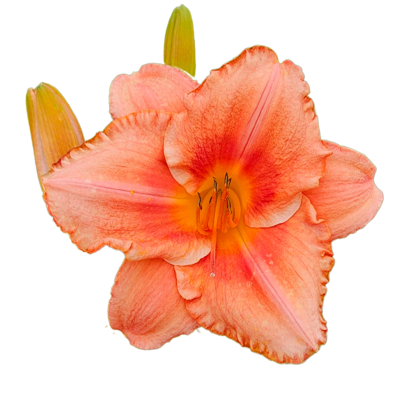 South Seas Daylily