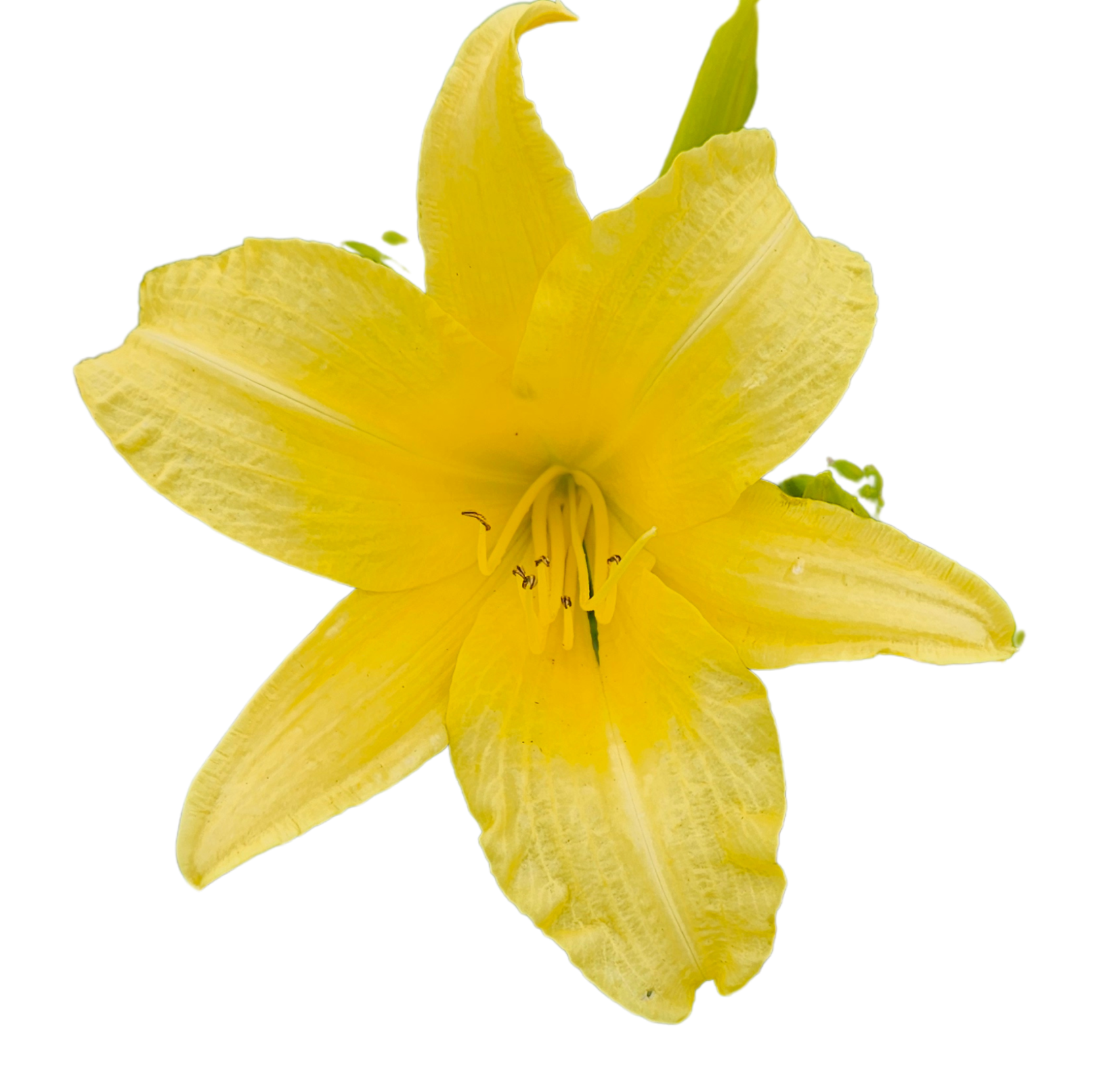 Hyperion Daylily