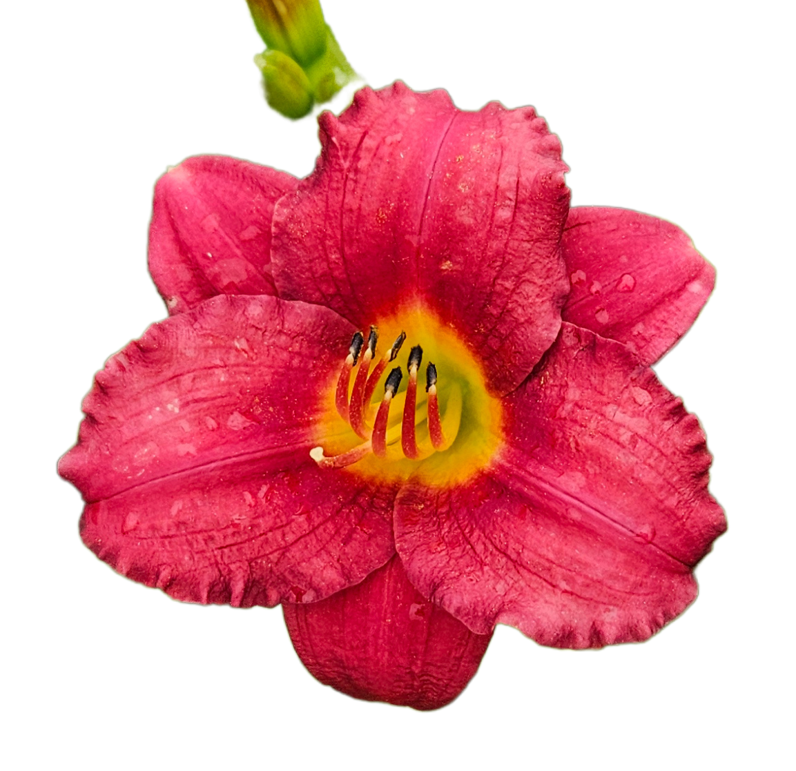 Pardon Me Daylily