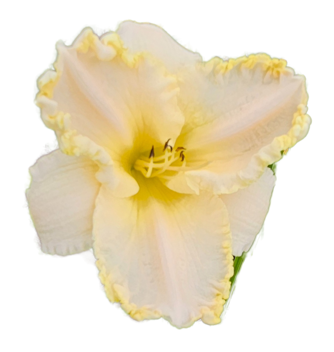 Marque Moon Daylily