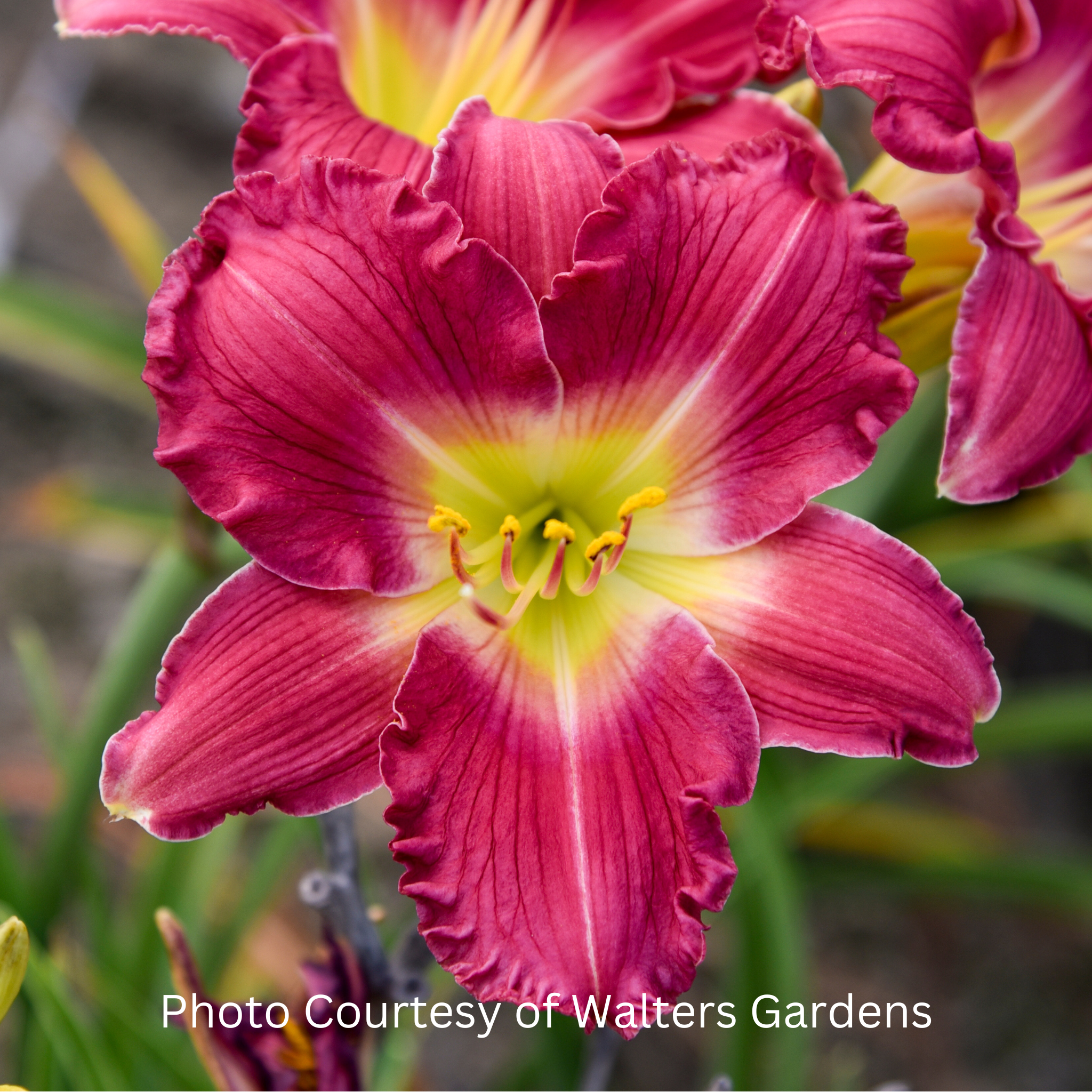 Romantic Returns Daylily