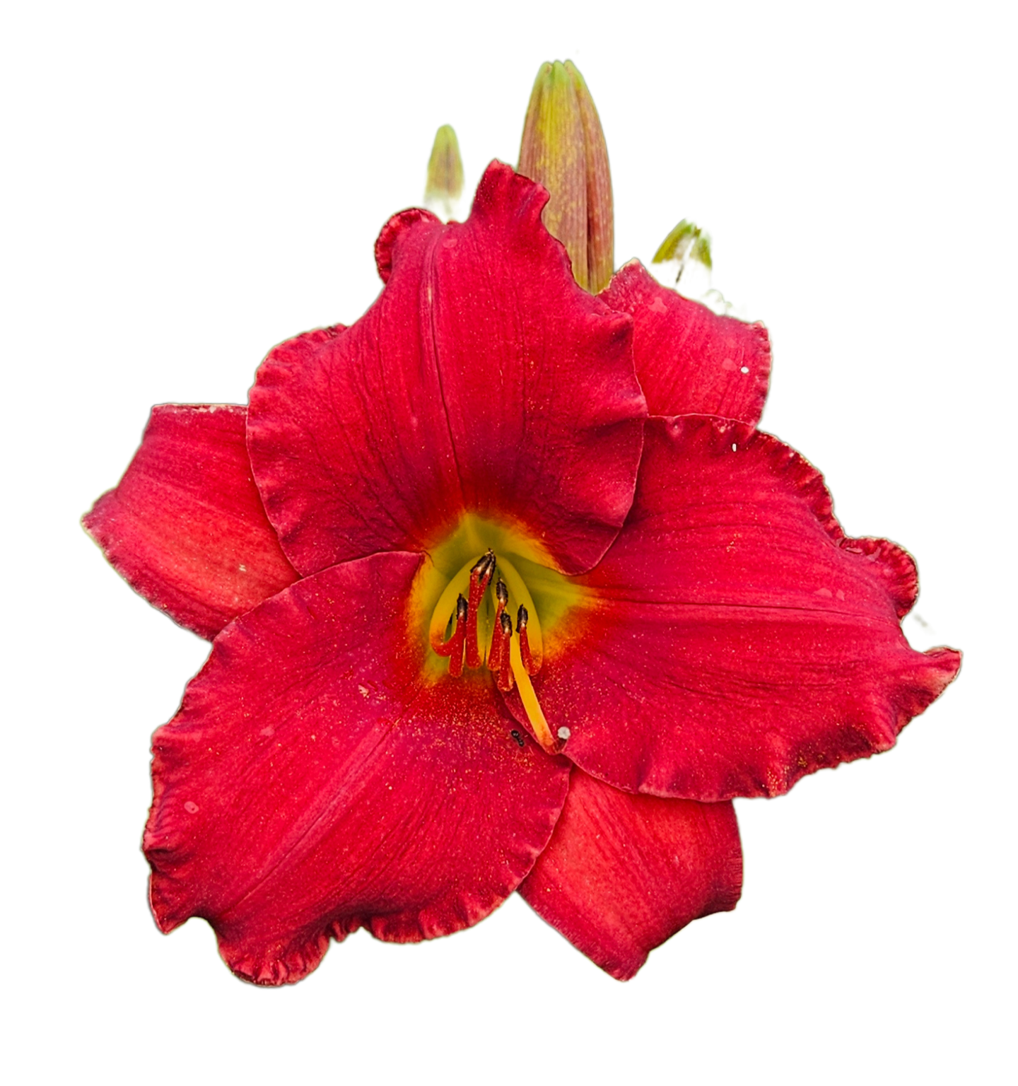 Red Razzmatazz Daylily