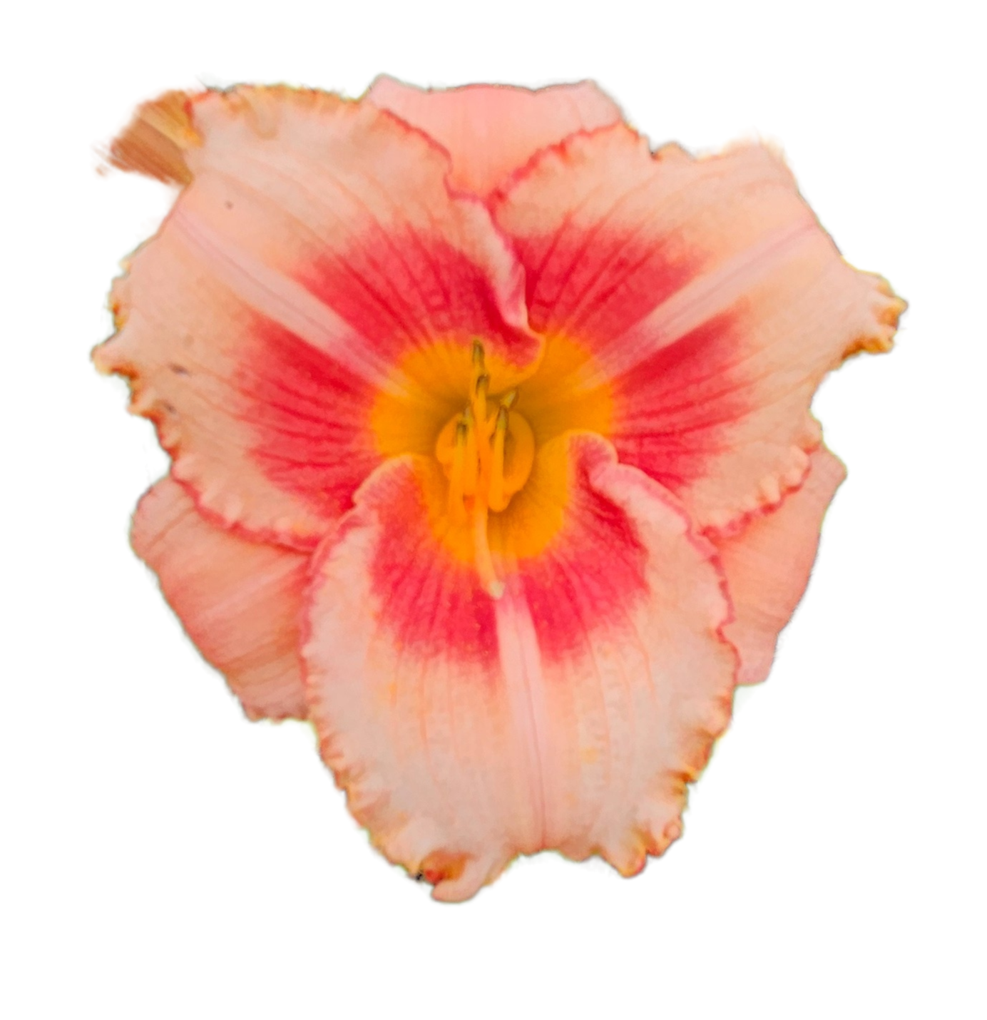 Strawberry Candy Daylily