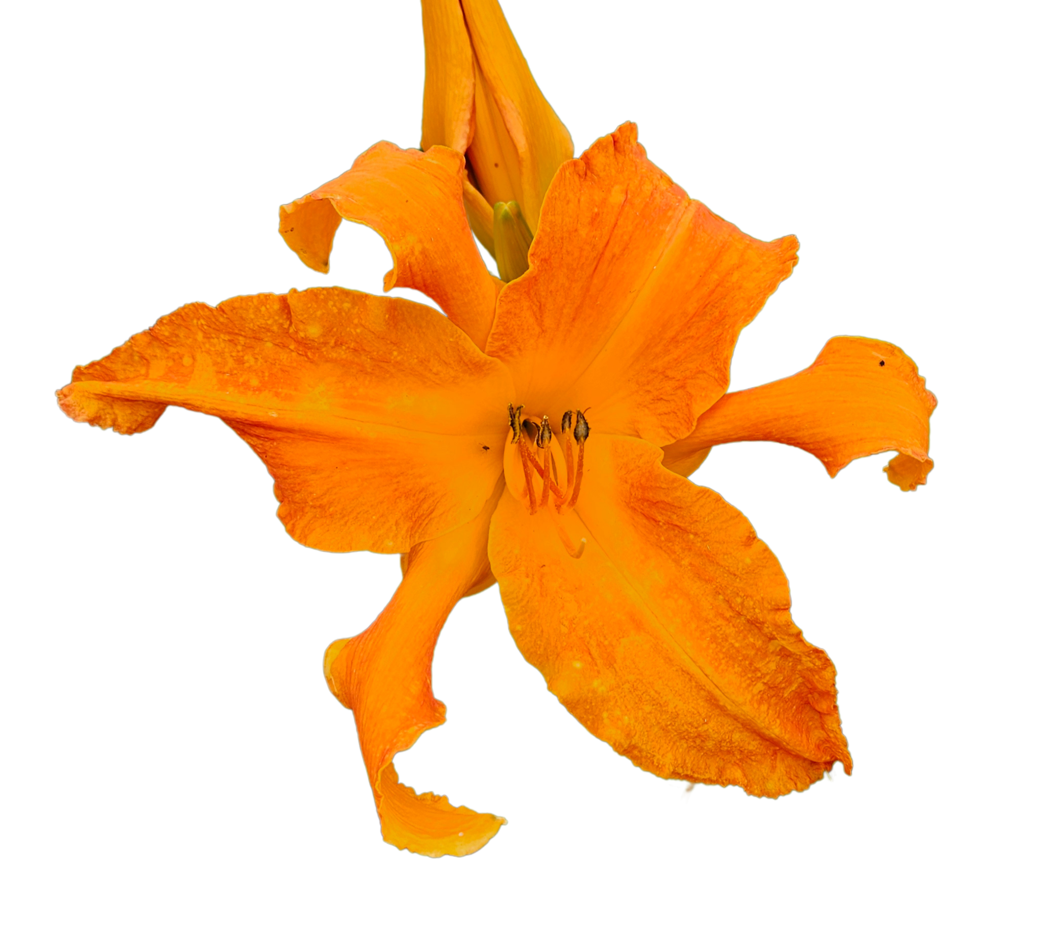Primal Scream Daylily