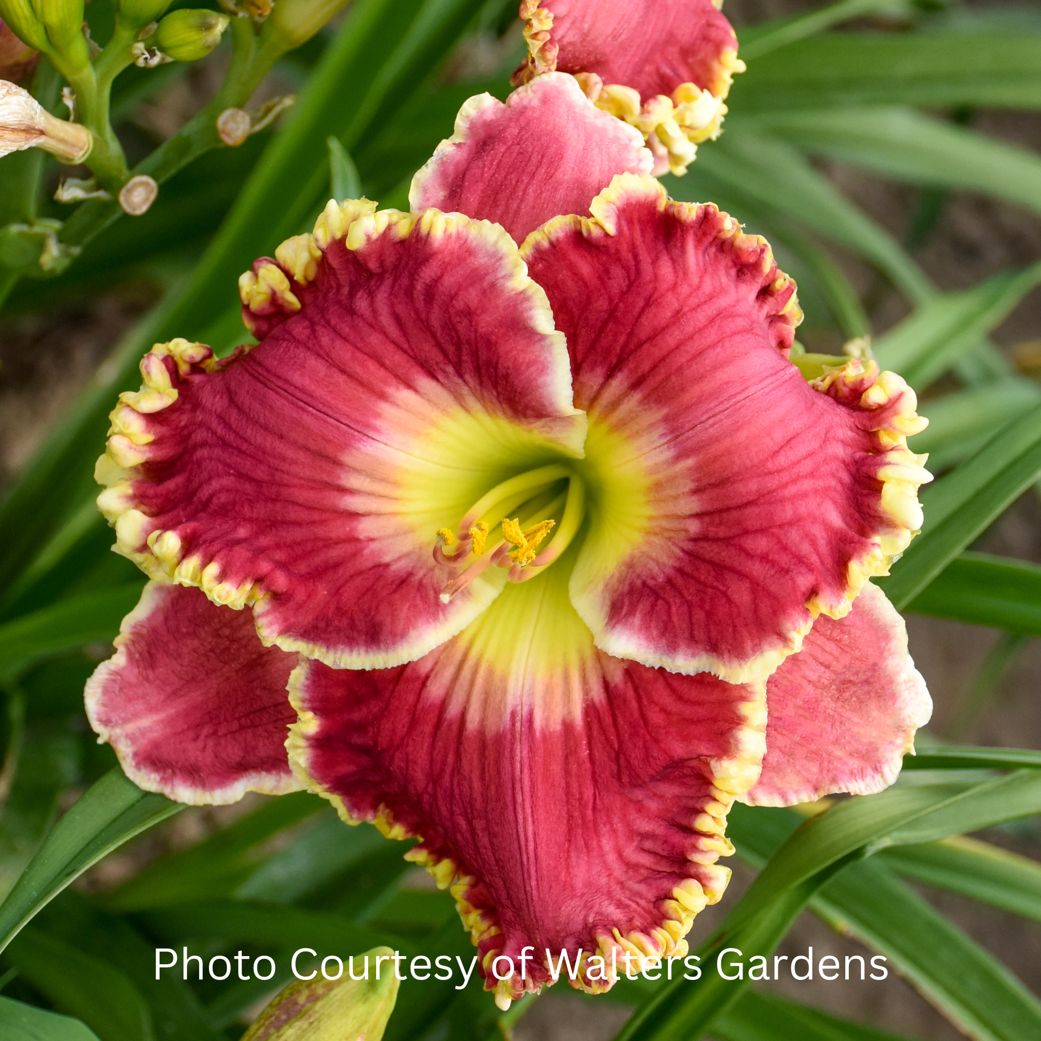 Born To Run Daylily