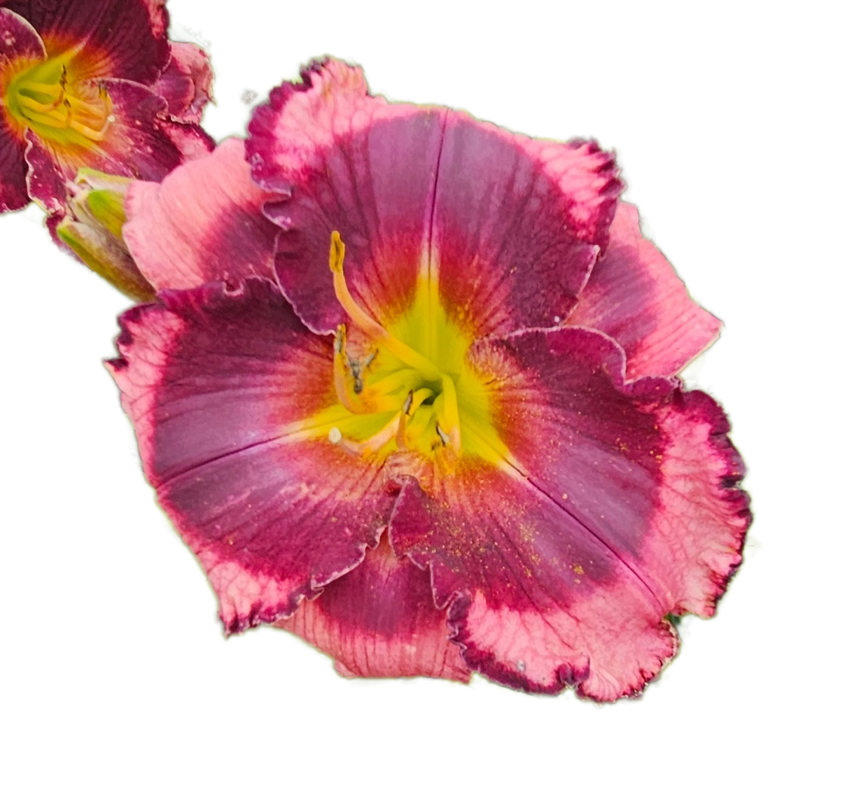 Storm Shelter Daylily