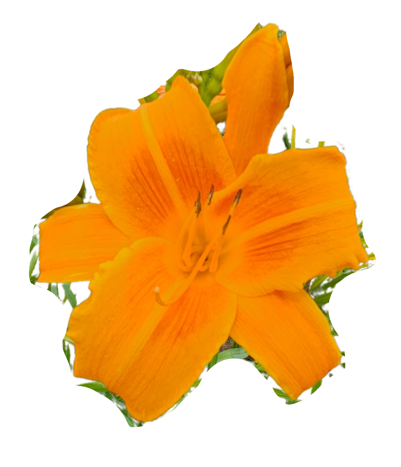 Rocket City Daylily