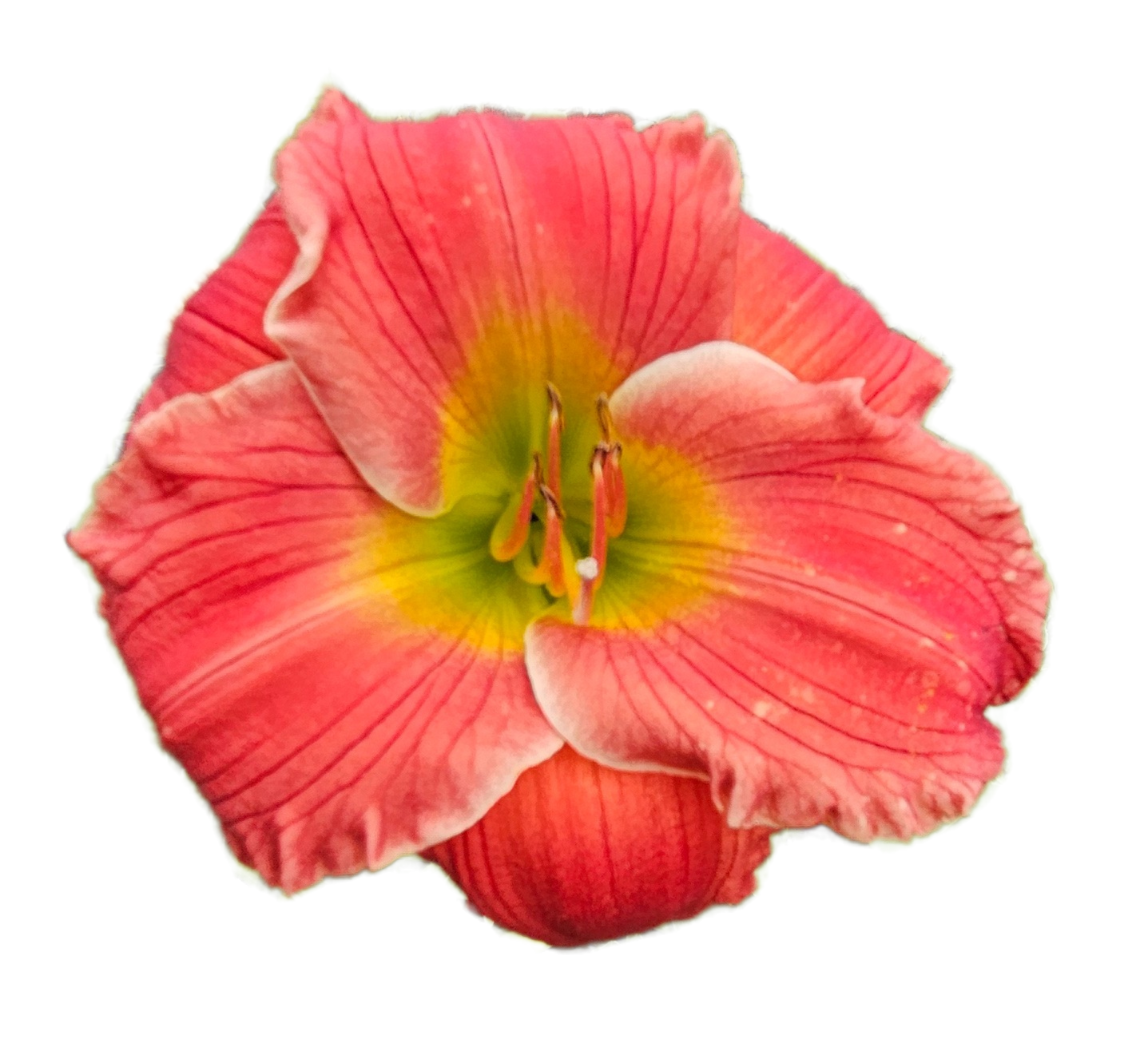 Red Hot Returns Daylily