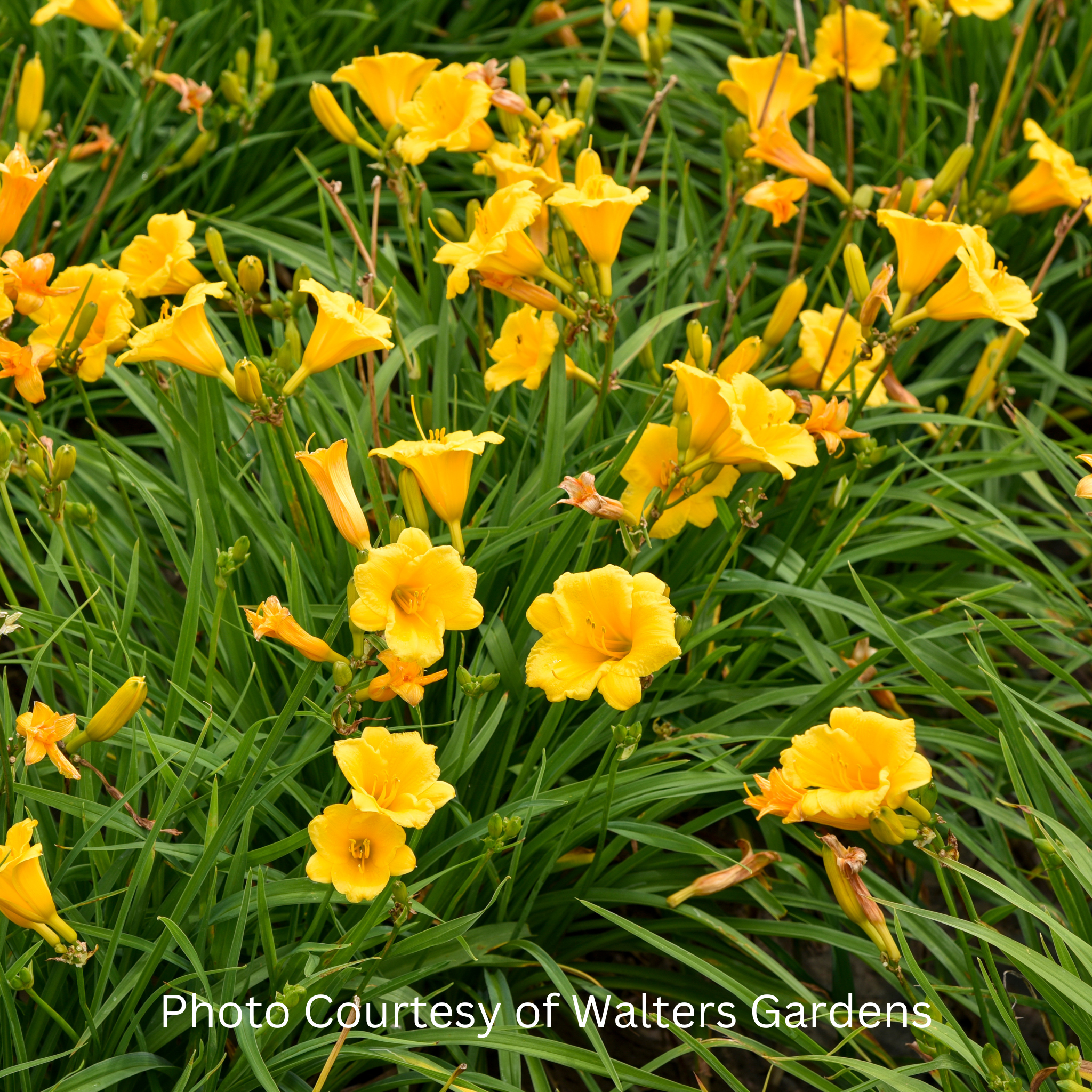 Stella De Oro Daylily