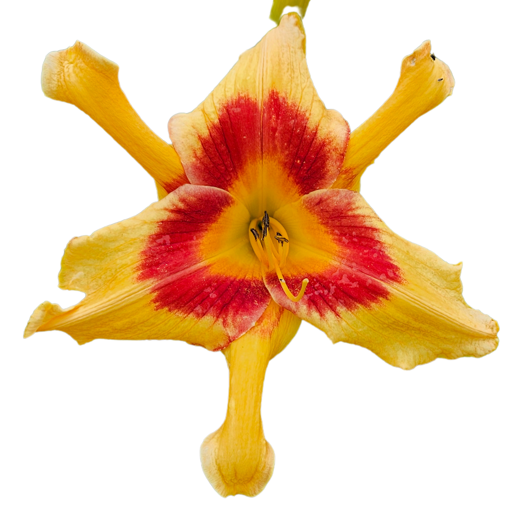 Tiger Swirl Daylily