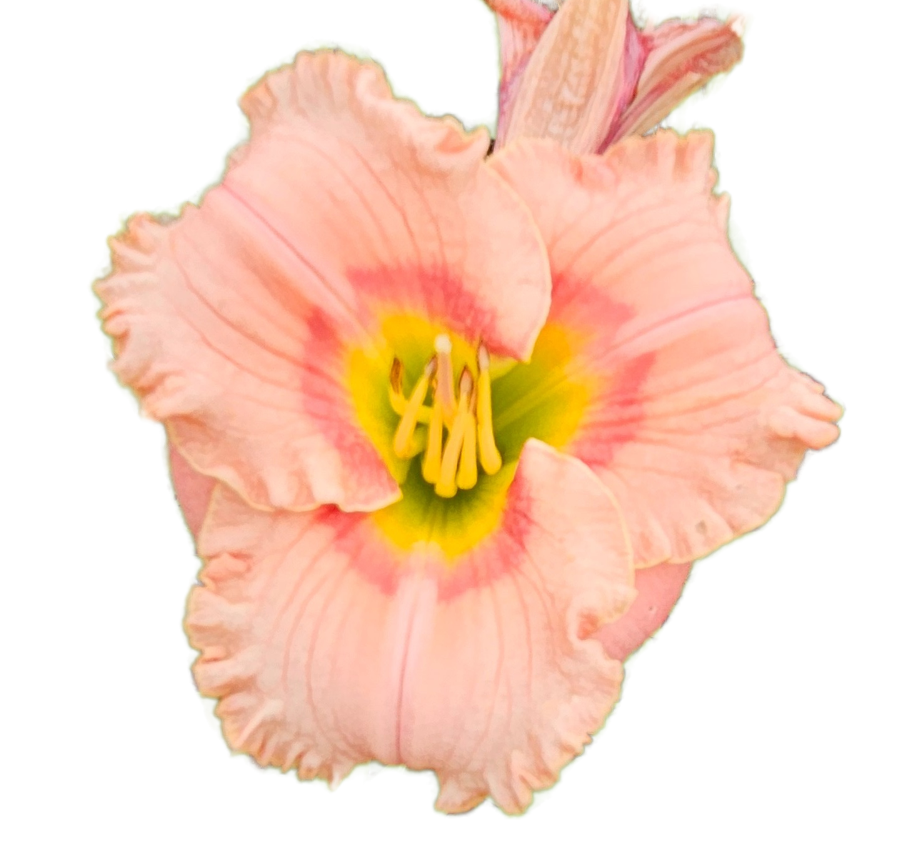 Elegant Candy Daylily
