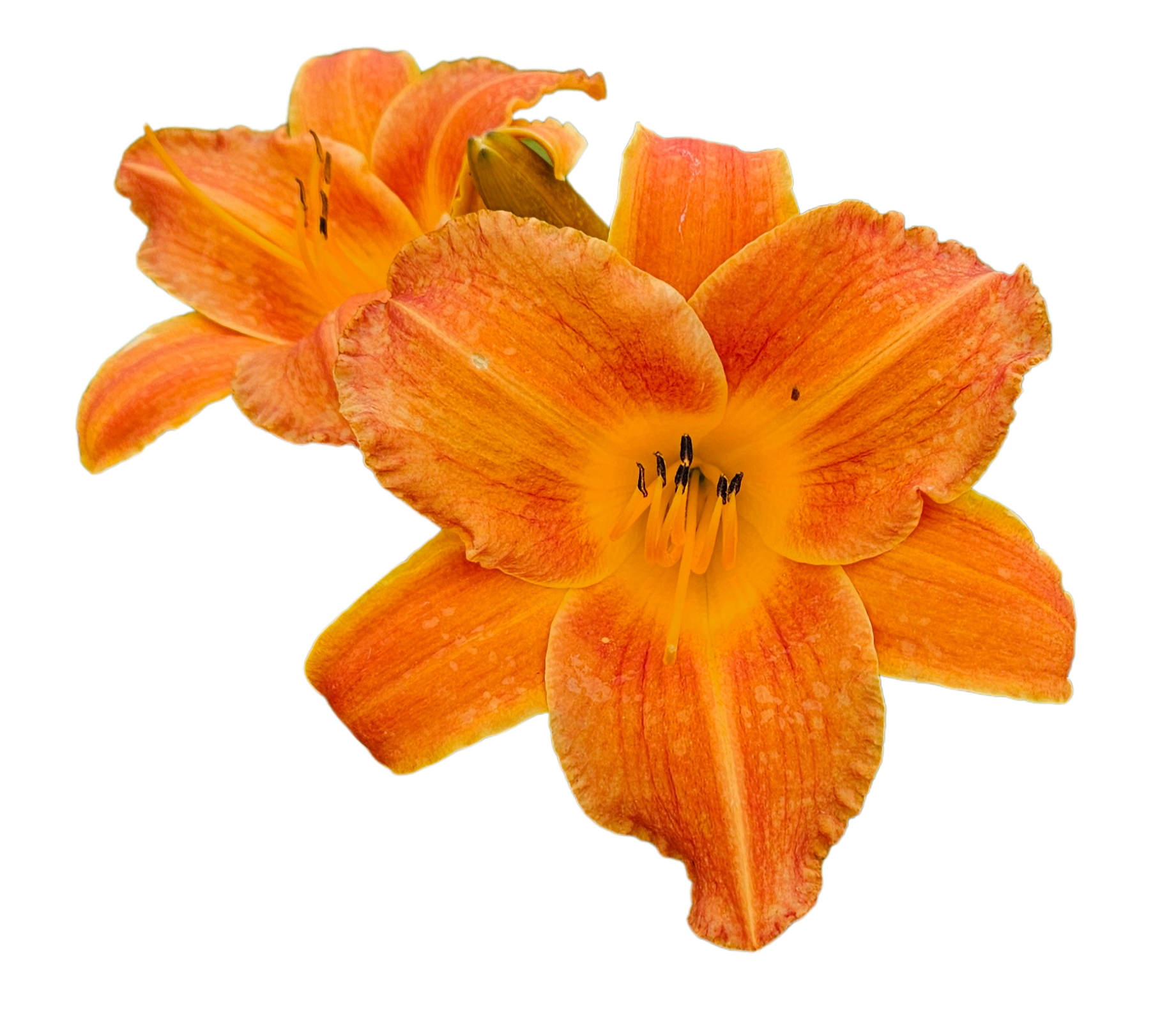 Bright Sunset Daylily