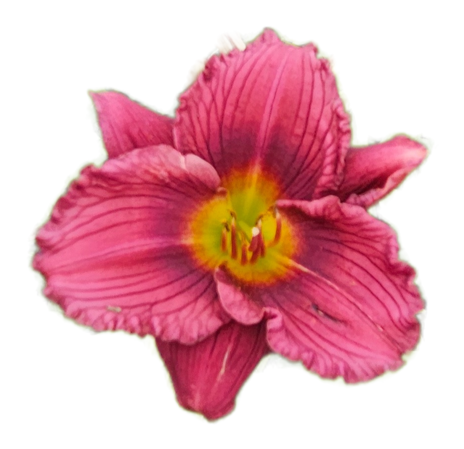 Little Grapette Daylily