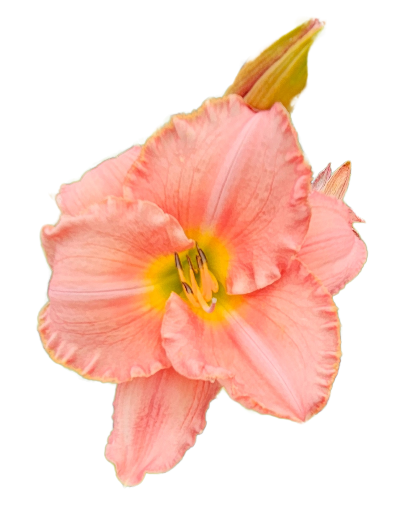 Scottish Fantasy Daylily