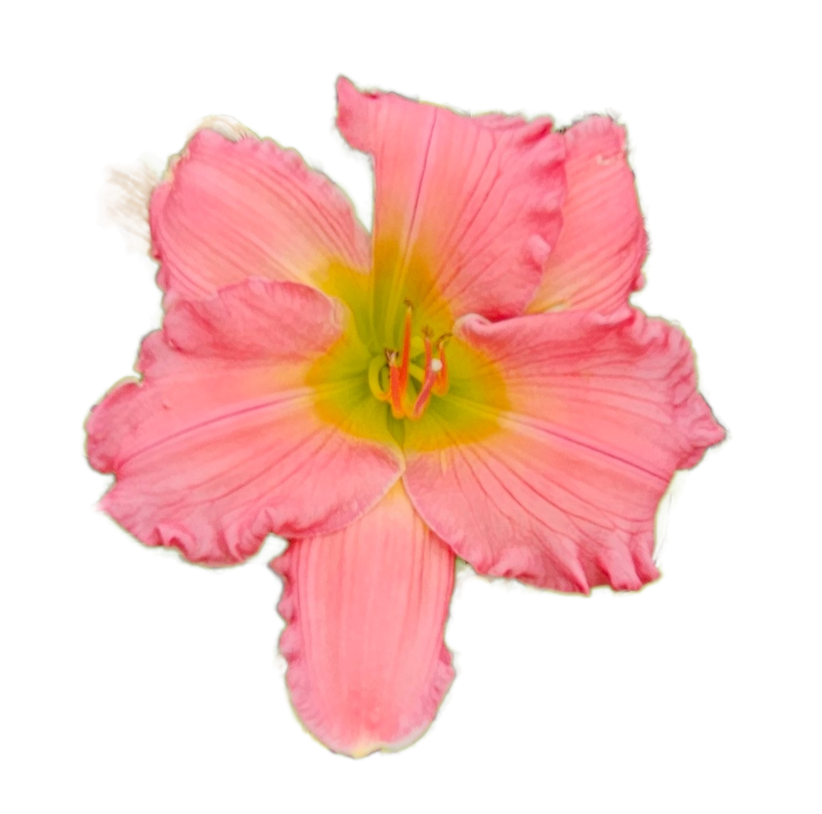 Passionate Returns Daylily