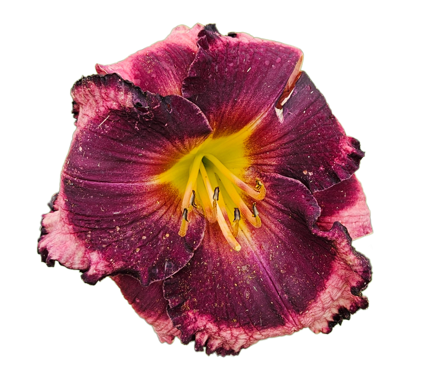 The Band Played On Daylily