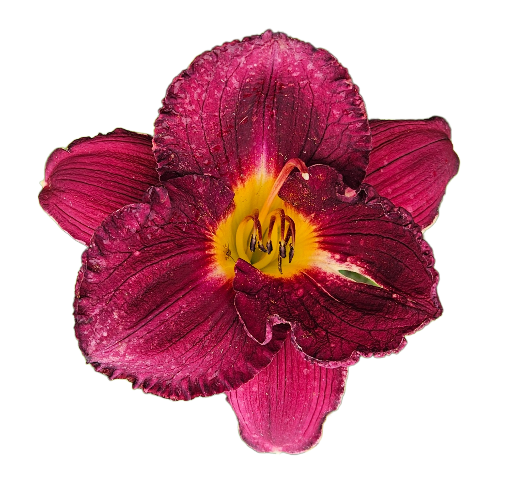 Nosferatu Daylily