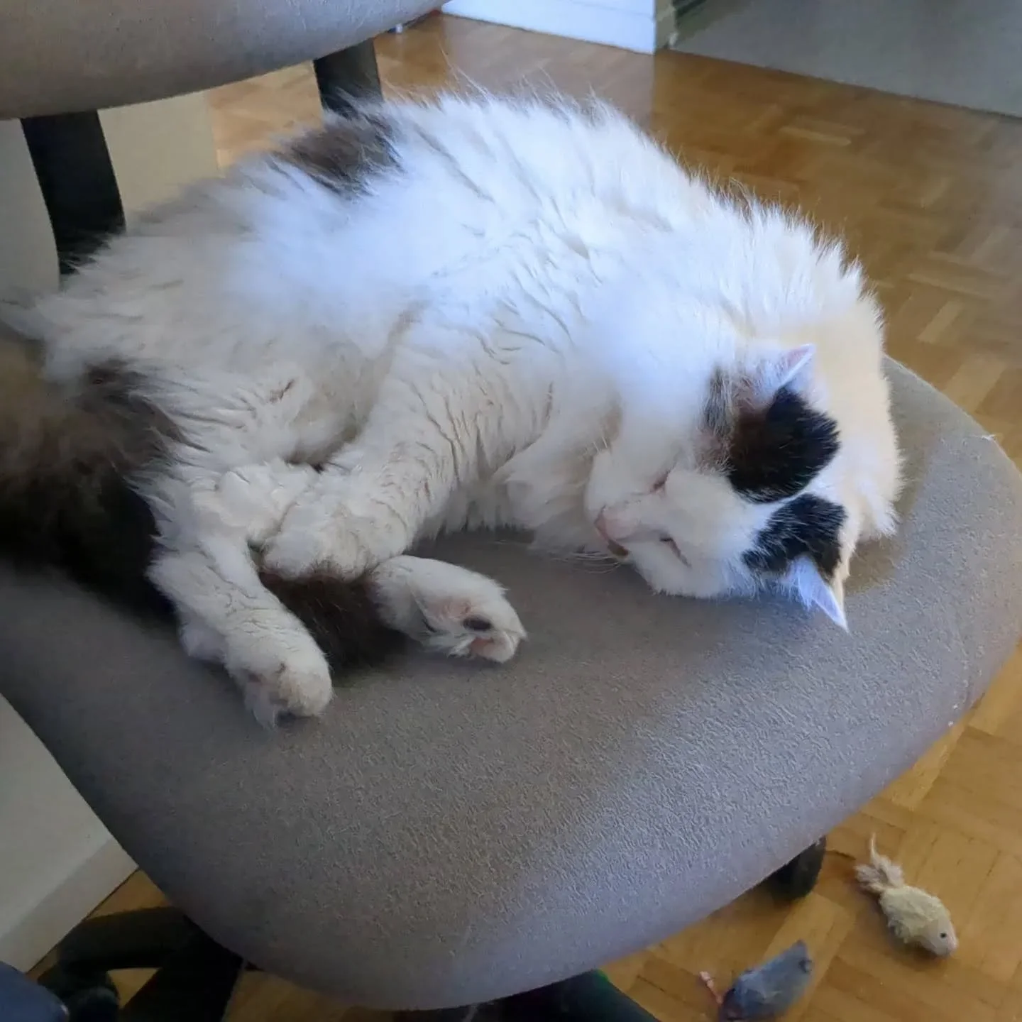 I had to say goodbye to my best boy pirate floof last night.

Luce was such a gentle cat that charmed everyone he met. Life isn't going to be the same without him demanding food (at least)  an hour before dinner, trying to steal pins as I sewed or to