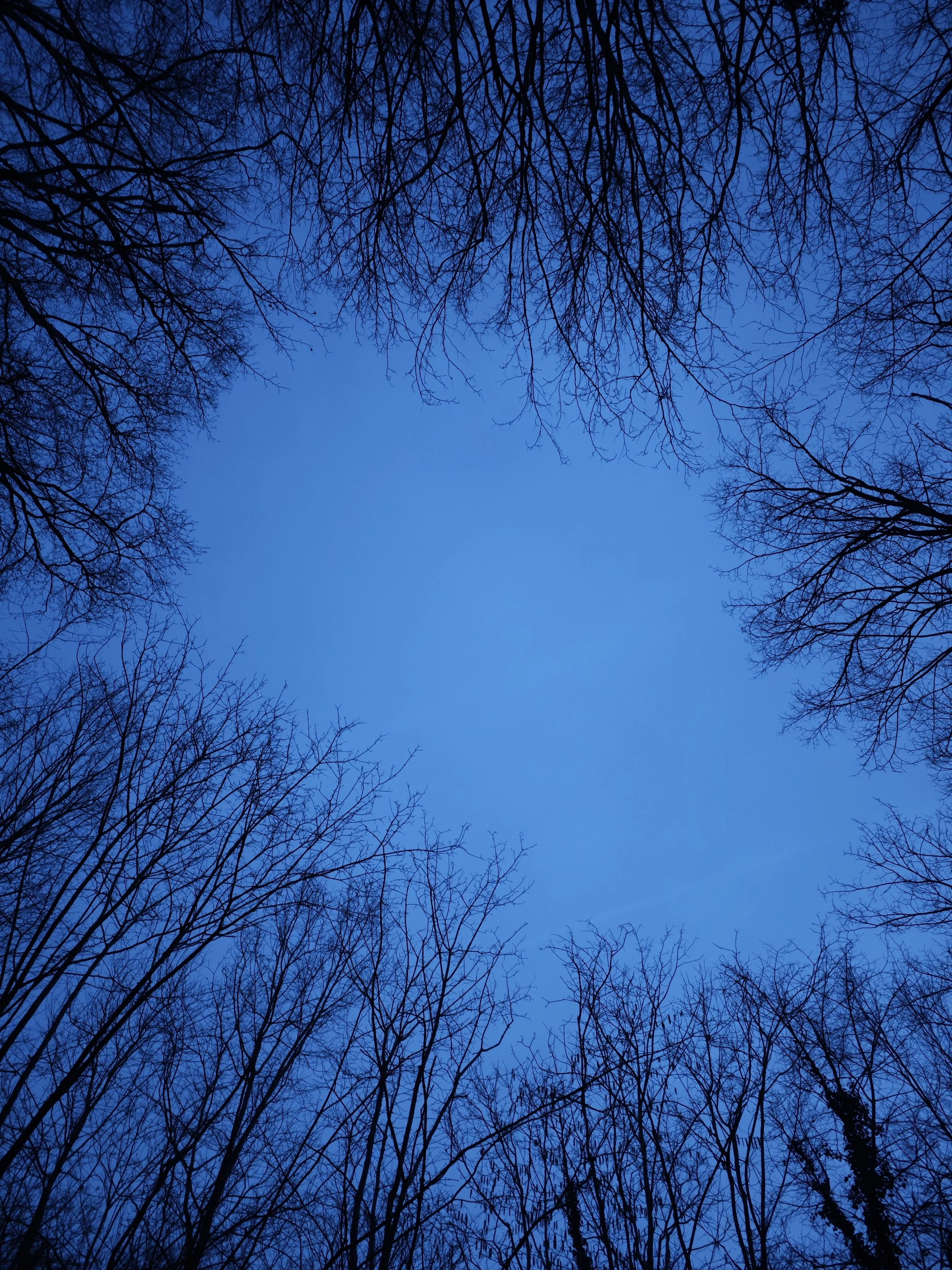 Ciel tombant sur la forêt, vu vers le ciel ouvert entouré d'arbre en pleine saison hivernale.