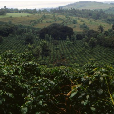 Tanzanian