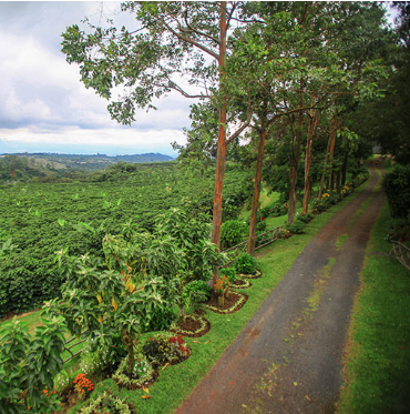 Brazilian Organic