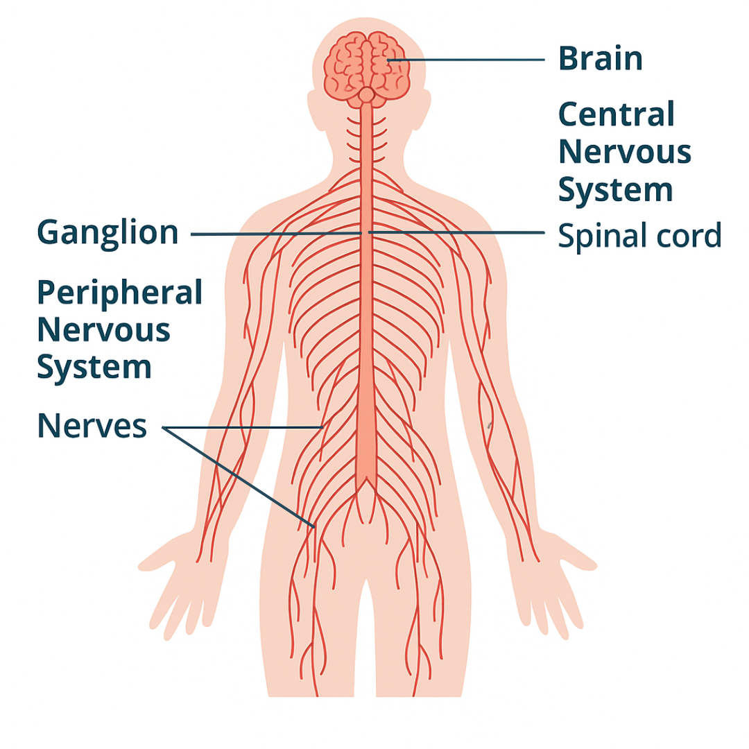 peripheral-nervous-system-diagram-and-function
