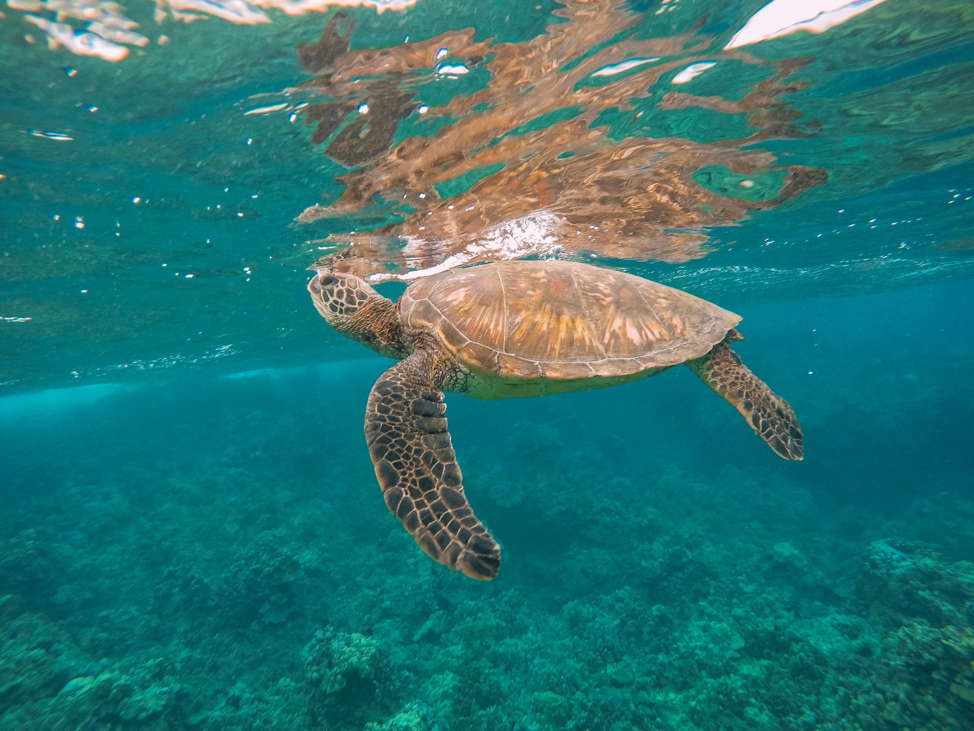 Maui Travel Guide.pdf-image-002.jpg